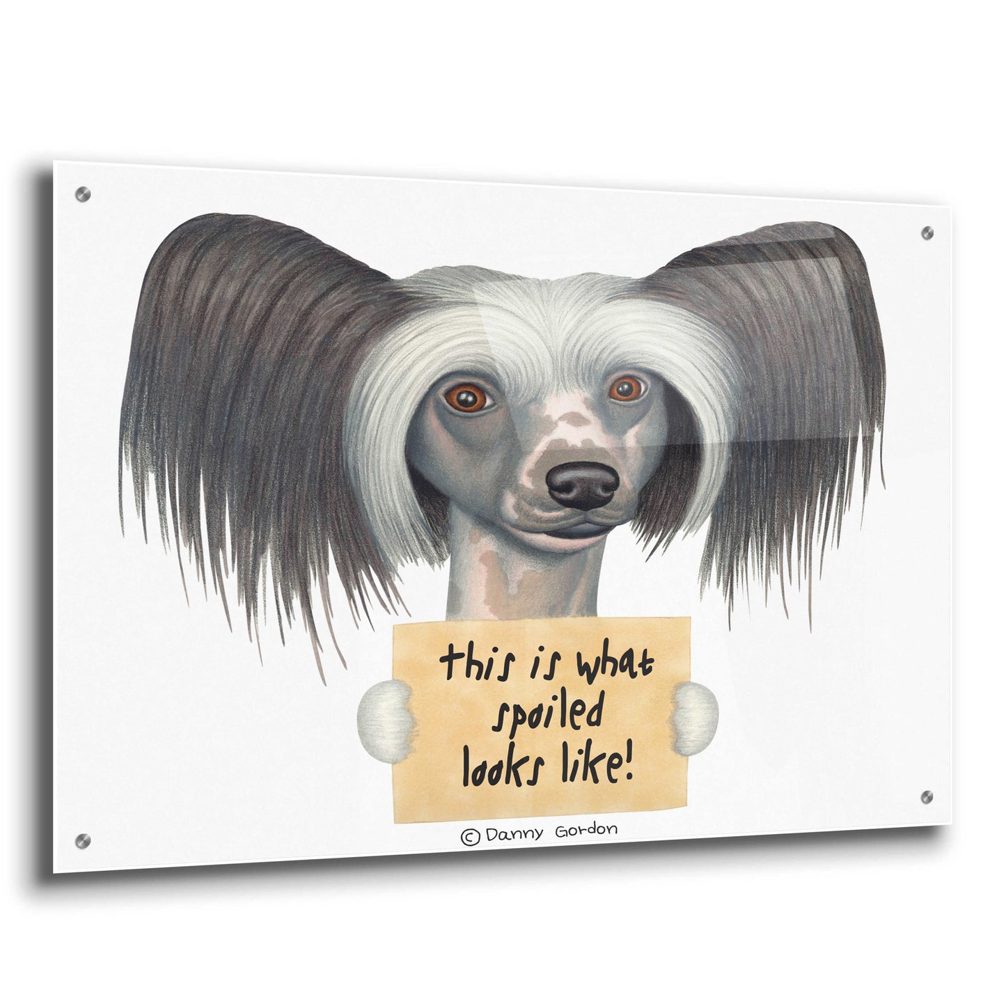 Epic Art 'Tri Color Chinese Crested with Sign' by Danny Gordon Art, Acrylic Glass Wall Art,36x24