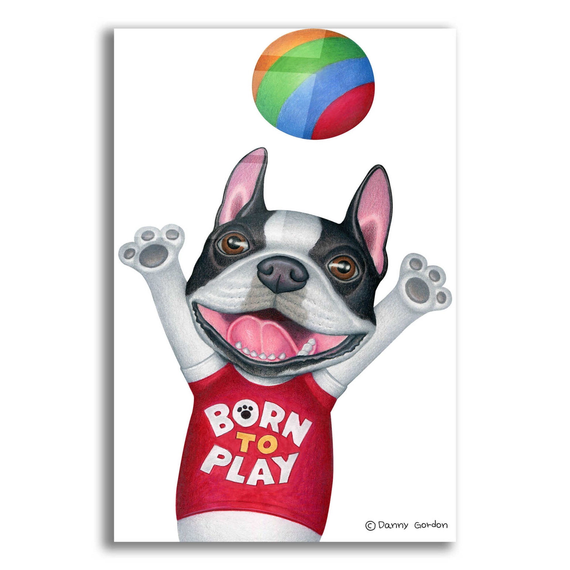 Epic Art 'Boston Terrier Playing Ball' by Danny Gordon Art, Acrylic Glass Wall Art