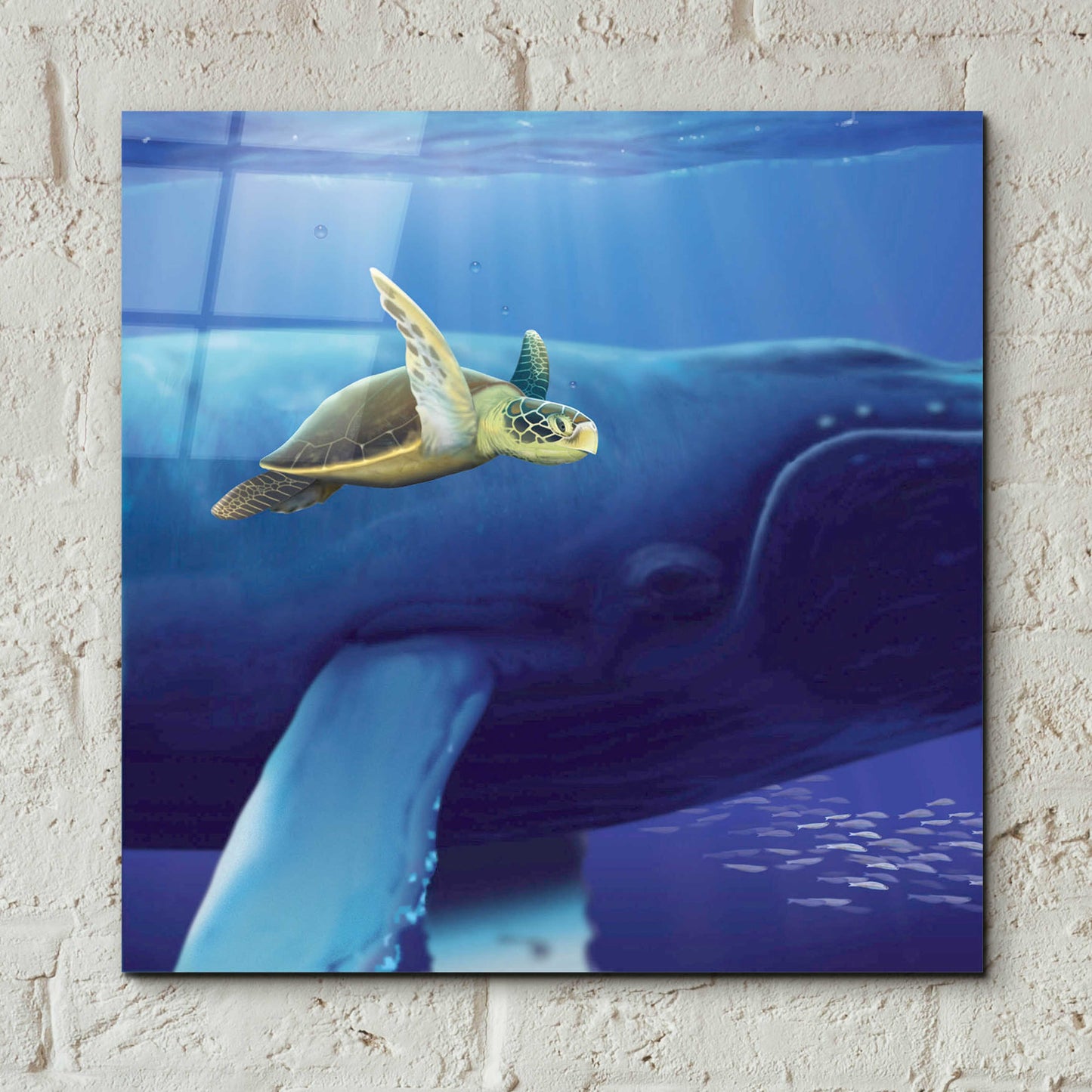 Epic Art 'Sea Turtle and Friend' by Chris Dobrowolski, Acrylic Glass Wall Art,12x12