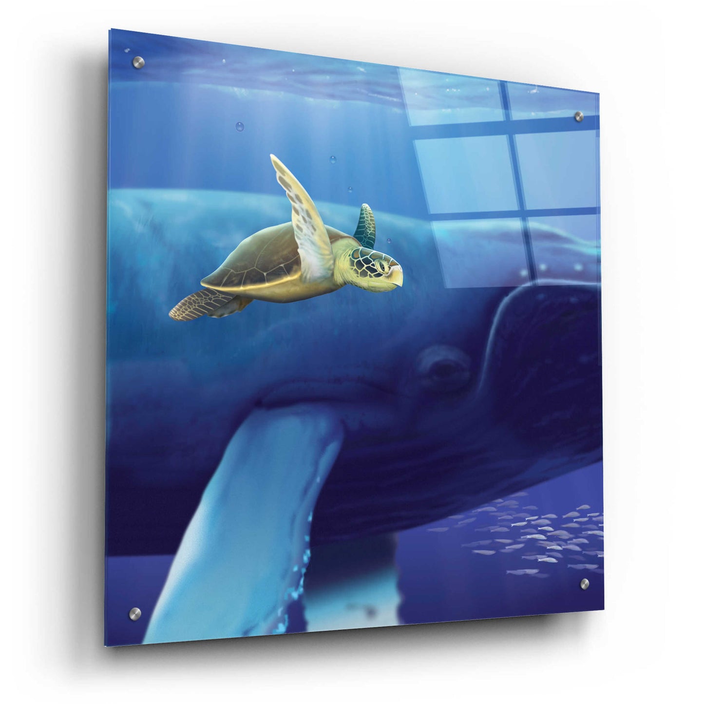 Epic Art 'Sea Turtle and Friend' by Chris Dobrowolski, Acrylic Glass Wall Art,24x24