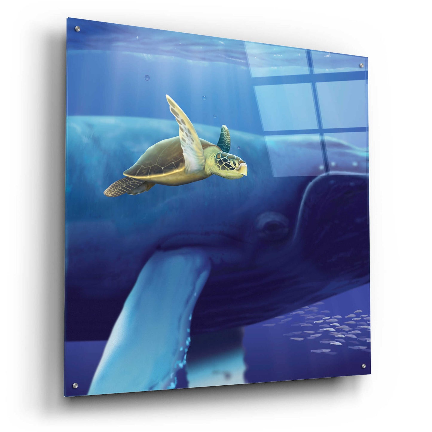 Epic Art 'Sea Turtle and Friend' by Chris Dobrowolski, Acrylic Glass Wall Art,36x36