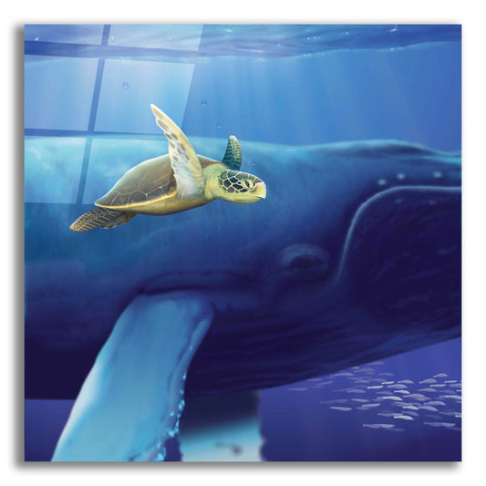 Epic Art 'Sea Turtle and Friend' by Chris Dobrowolski, Acrylic Glass Wall Art