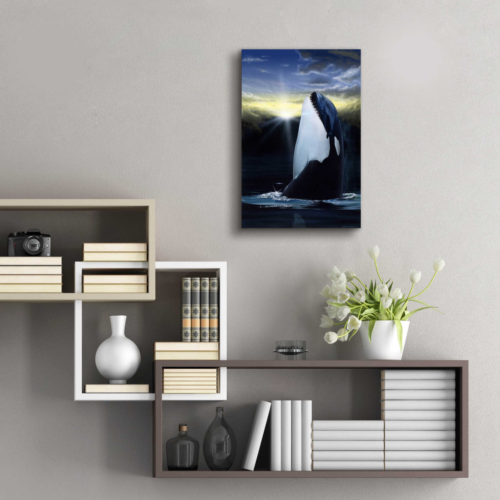 Epic Art 'Orca Sunset' by Chris Dobrowolski, Acrylic Glass Wall Art,16x24