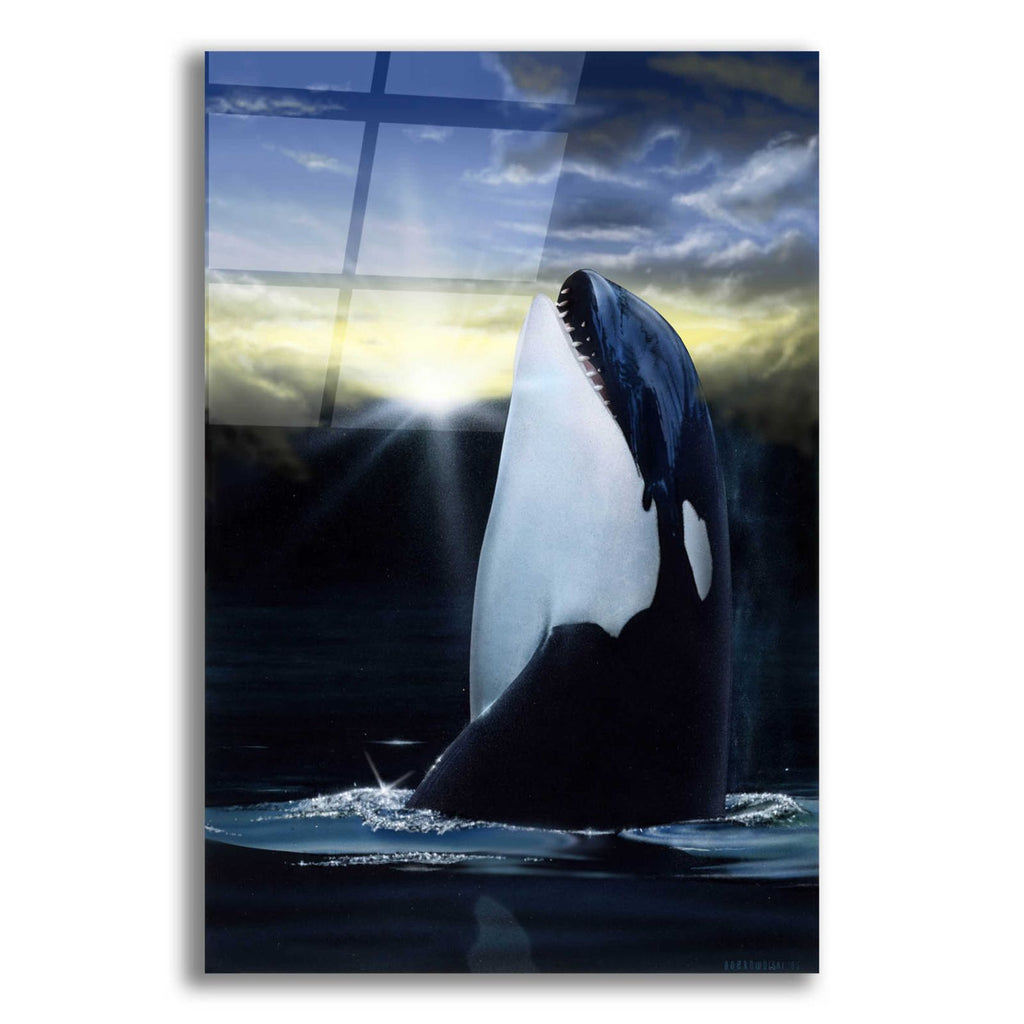Orca Sunset by Chris Dobrowolski acrylic glass wall art