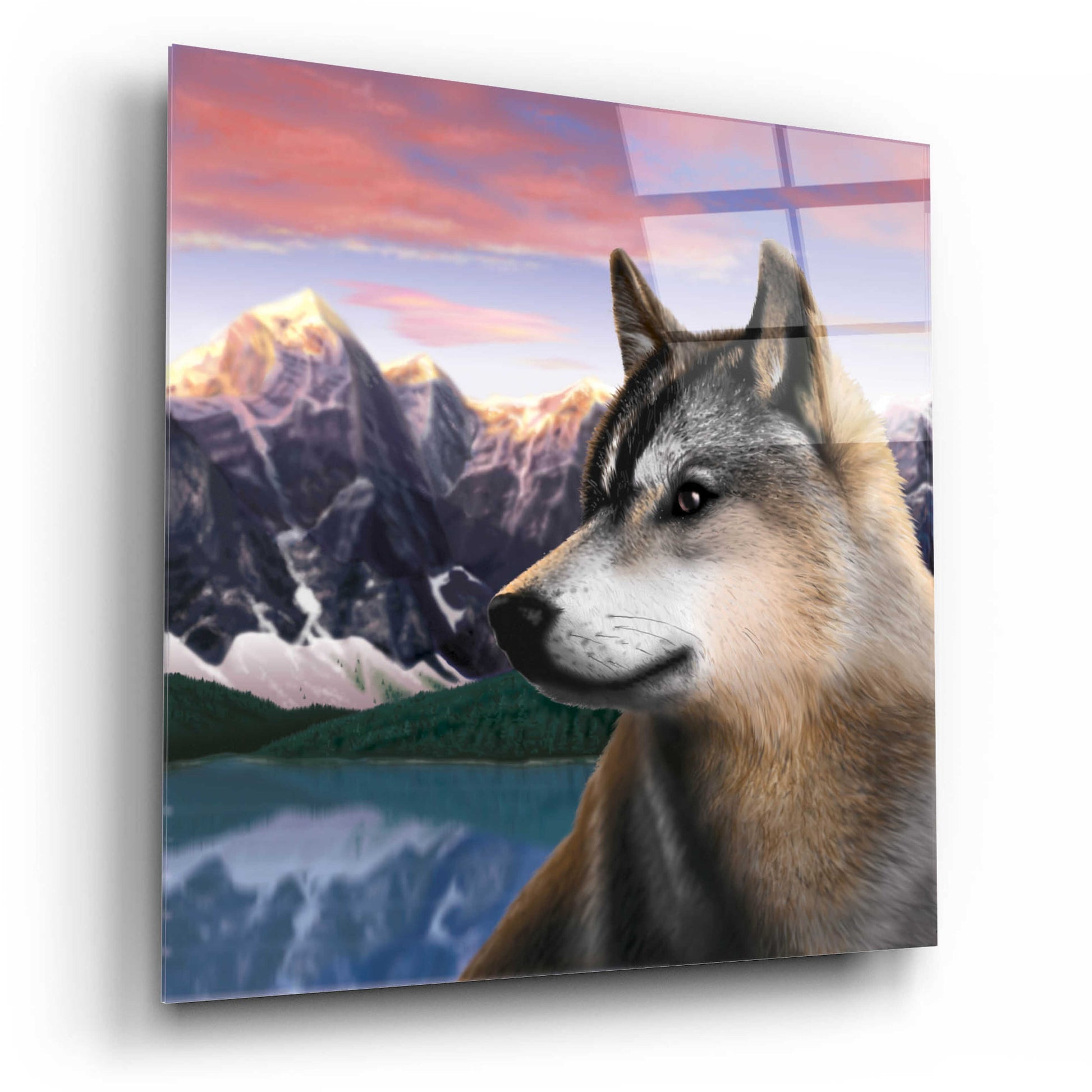 Epic Art 'Rockies Wolf' by Chris Dobrowolski, Acrylic Glass Wall Art,12x12