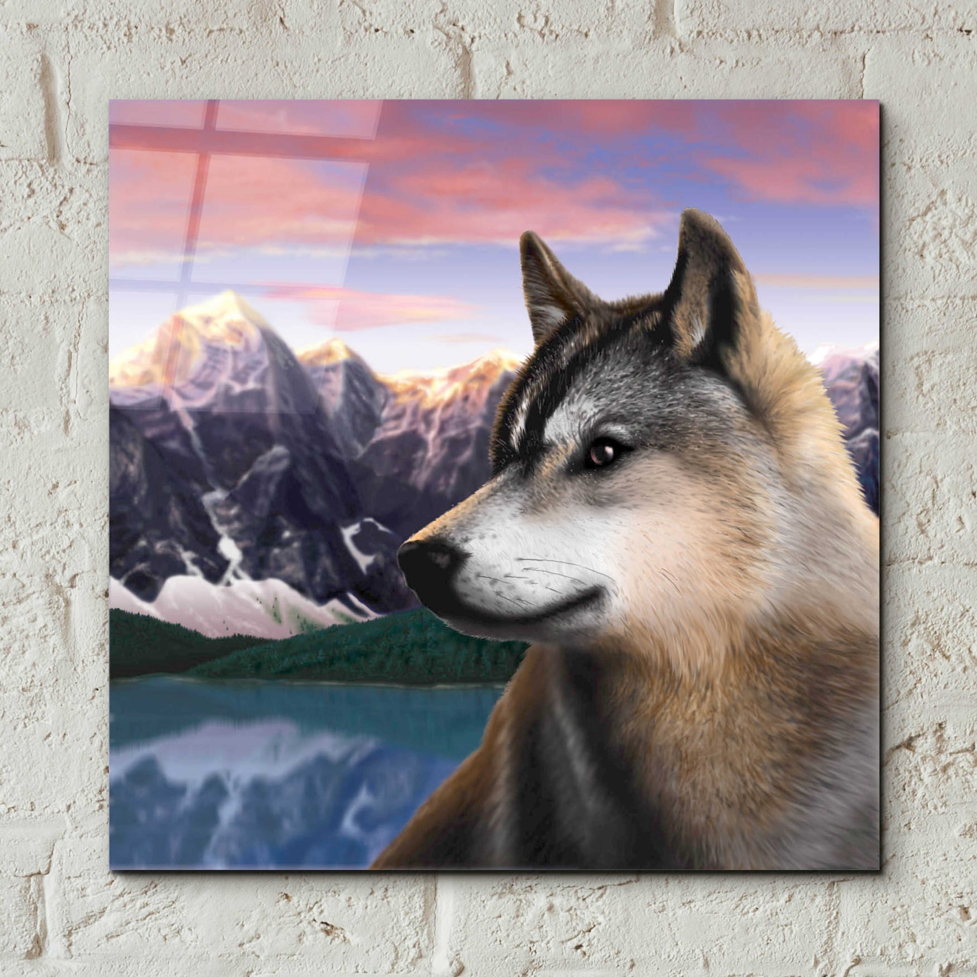 Epic Art 'Rockies Wolf' by Chris Dobrowolski, Acrylic Glass Wall Art,12x12