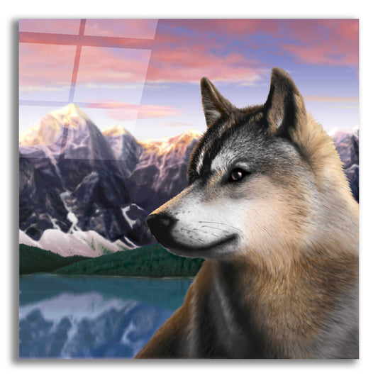 Epic Art 'Rockies Wolf' by Chris Dobrowolski, Acrylic Glass Wall Art