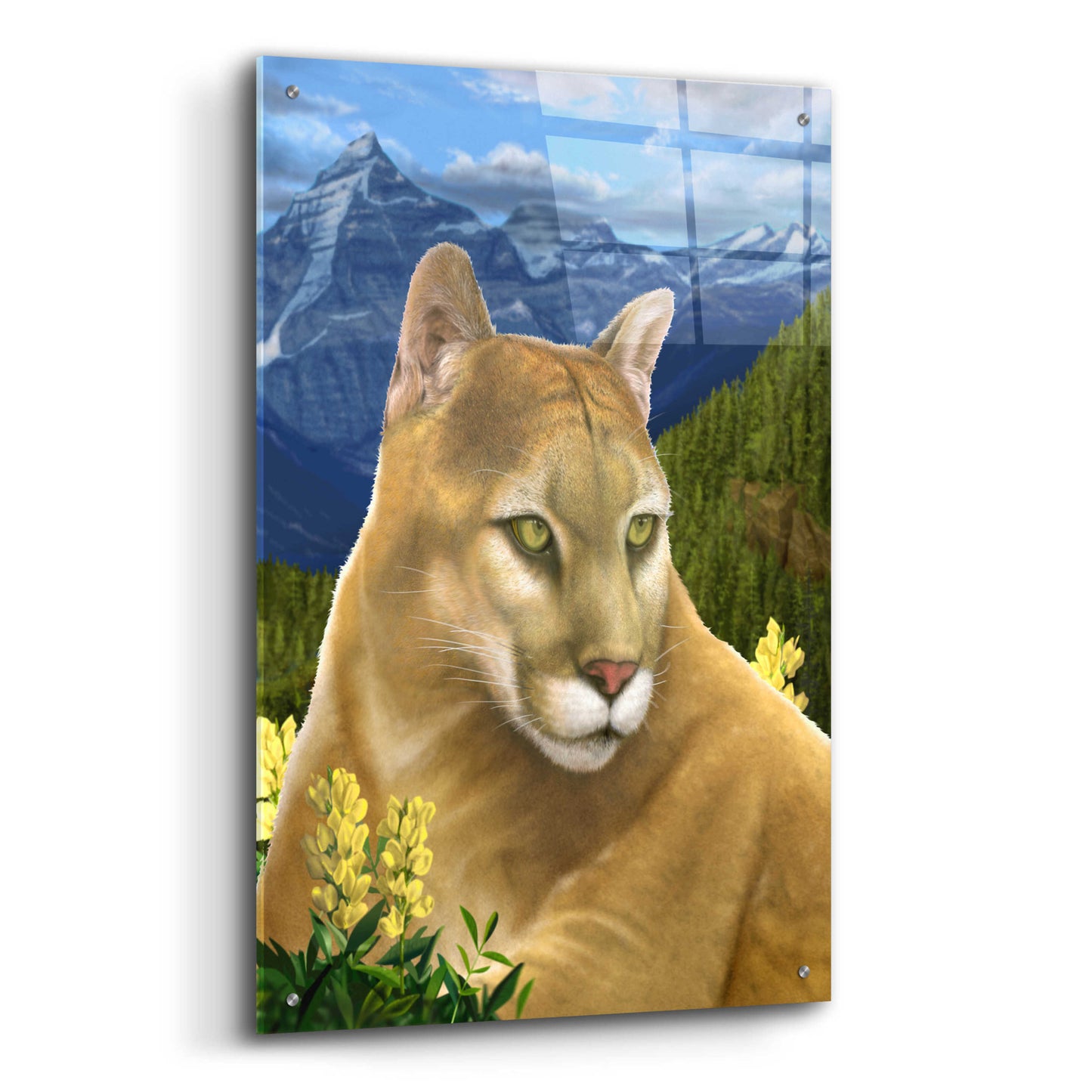 Epic Art 'Rockies Mountain Lion' by Chris Dobrowolski, Acrylic Glass Wall Art,24x36