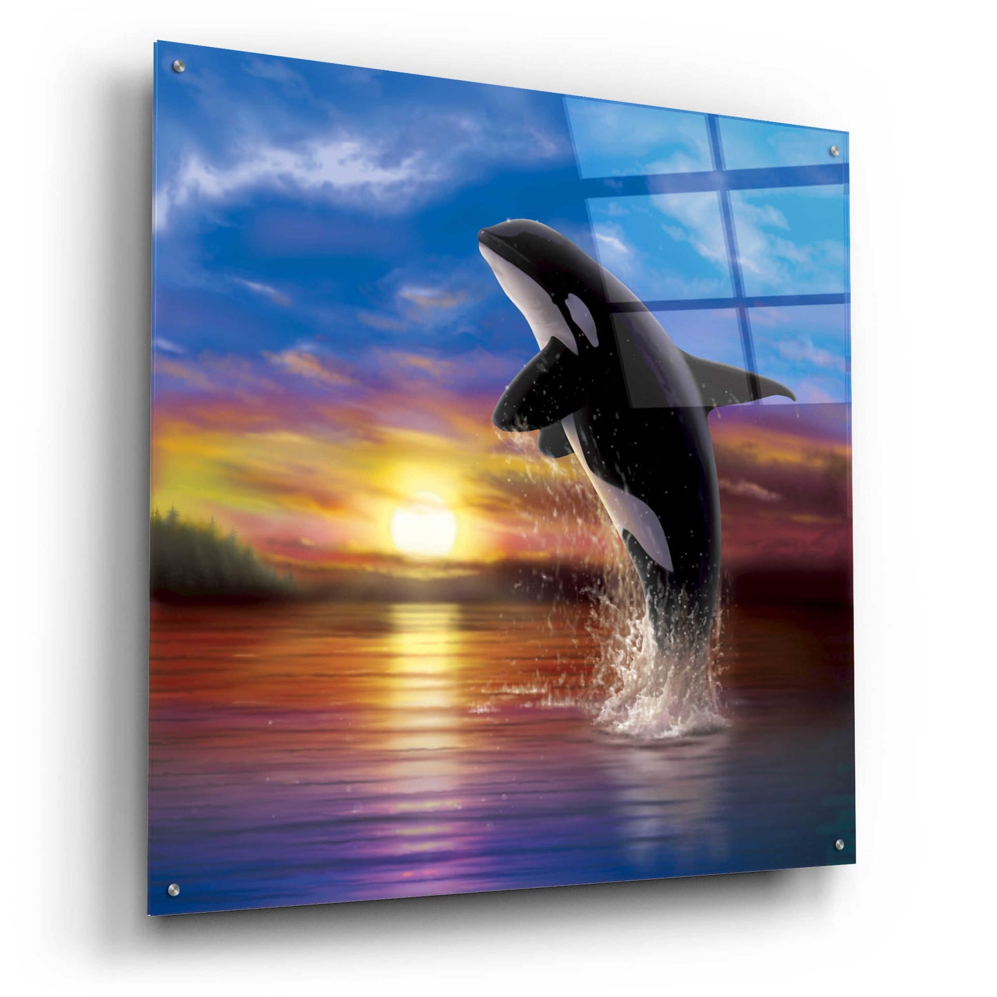 Epic Art 'Orca Sunrise' by Chris Dobrowolski, Acrylic Glass Wall Art,36x36