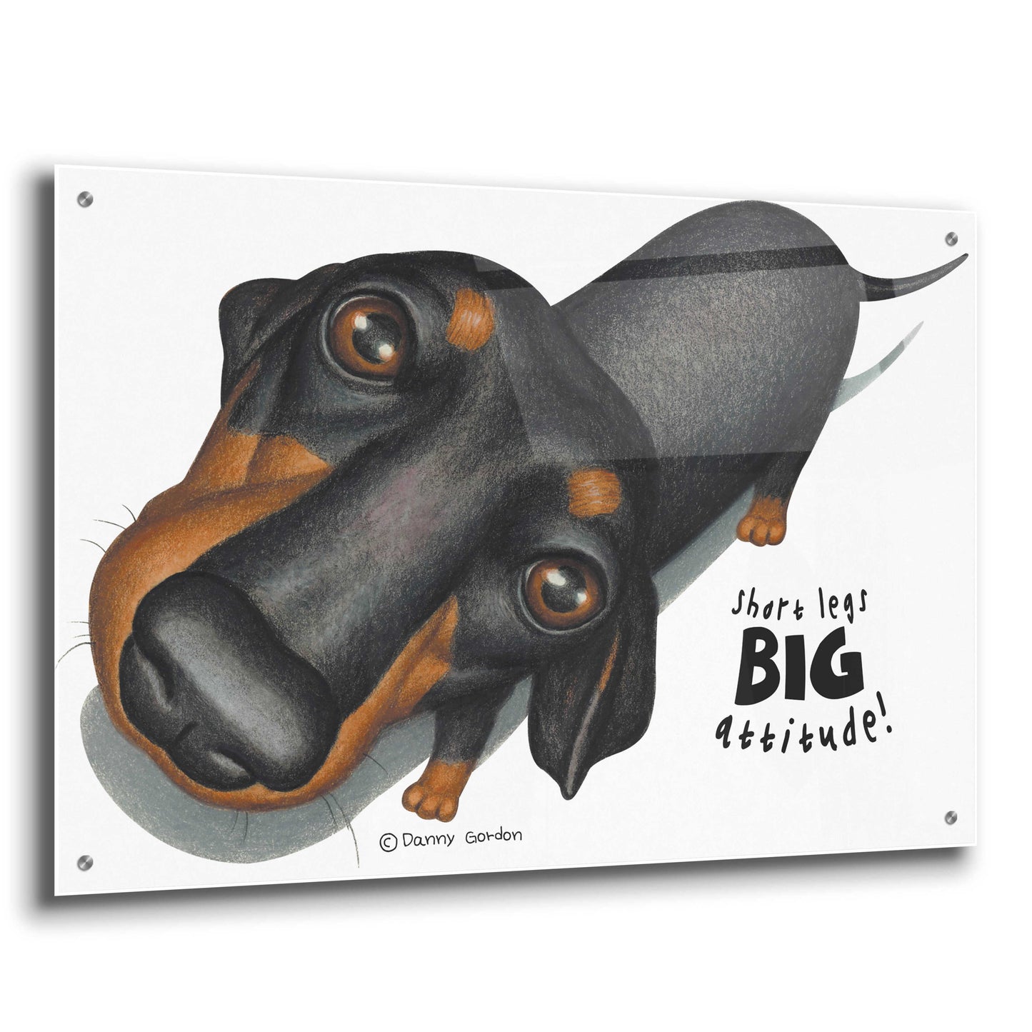 Epic Art 'Black Dachshund Looking Up' by Danny Gordon Art, Acrylic Glass Wall Art,36x24