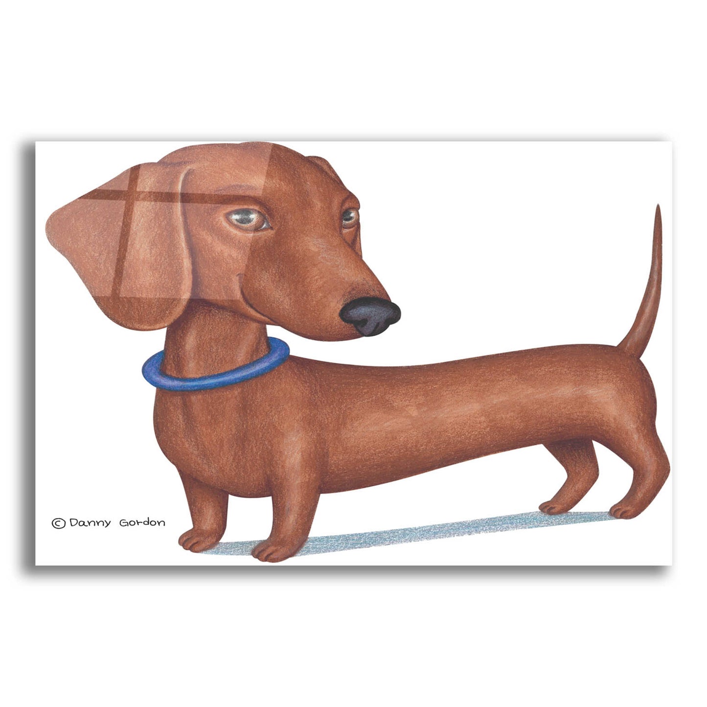 Epic Art 'Brown Dachshund Blue Collar' by Danny Gordon Art, Acrylic Glass Wall Art,24x16