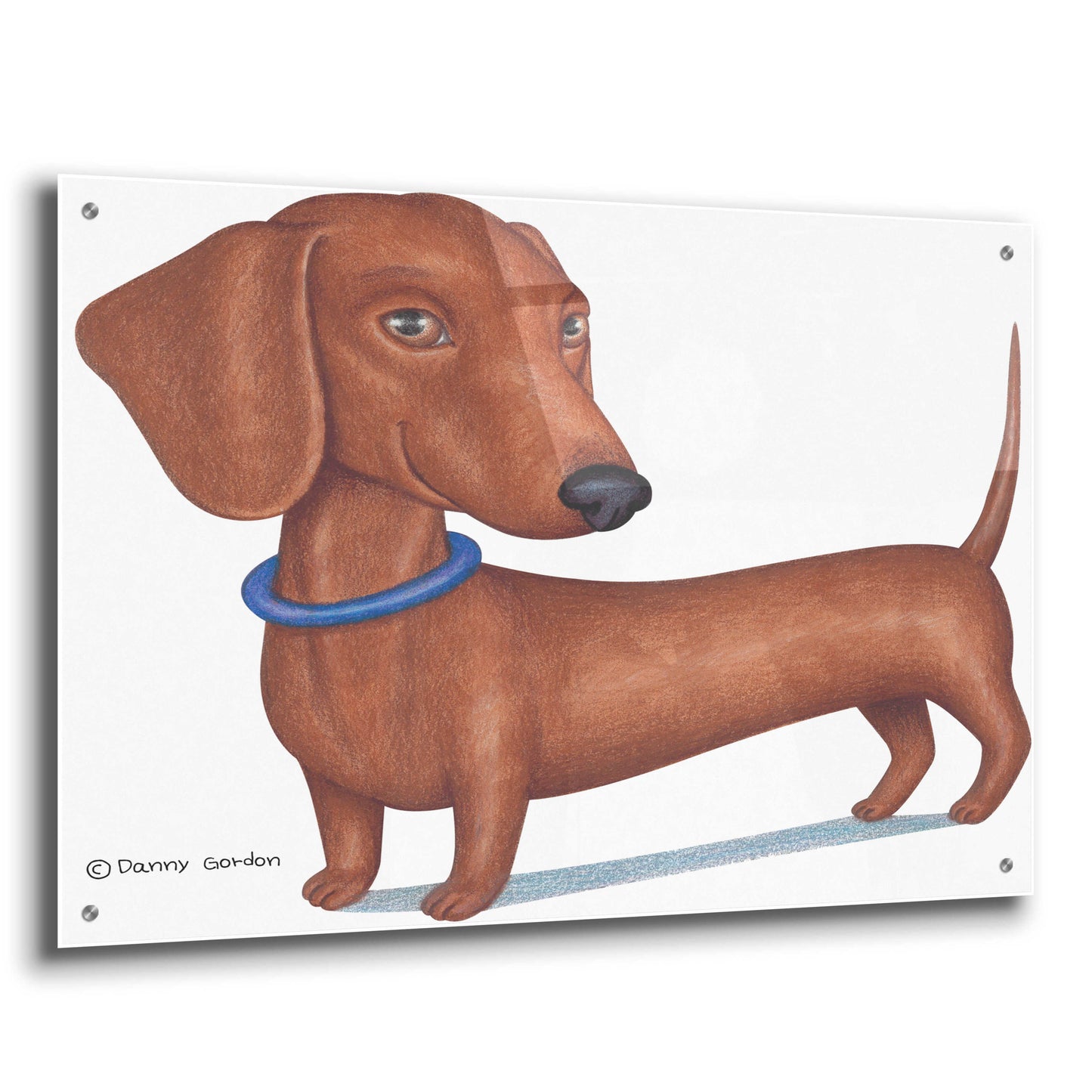 Epic Art 'Brown Dachshund Blue Collar' by Danny Gordon Art, Acrylic Glass Wall Art,36x24