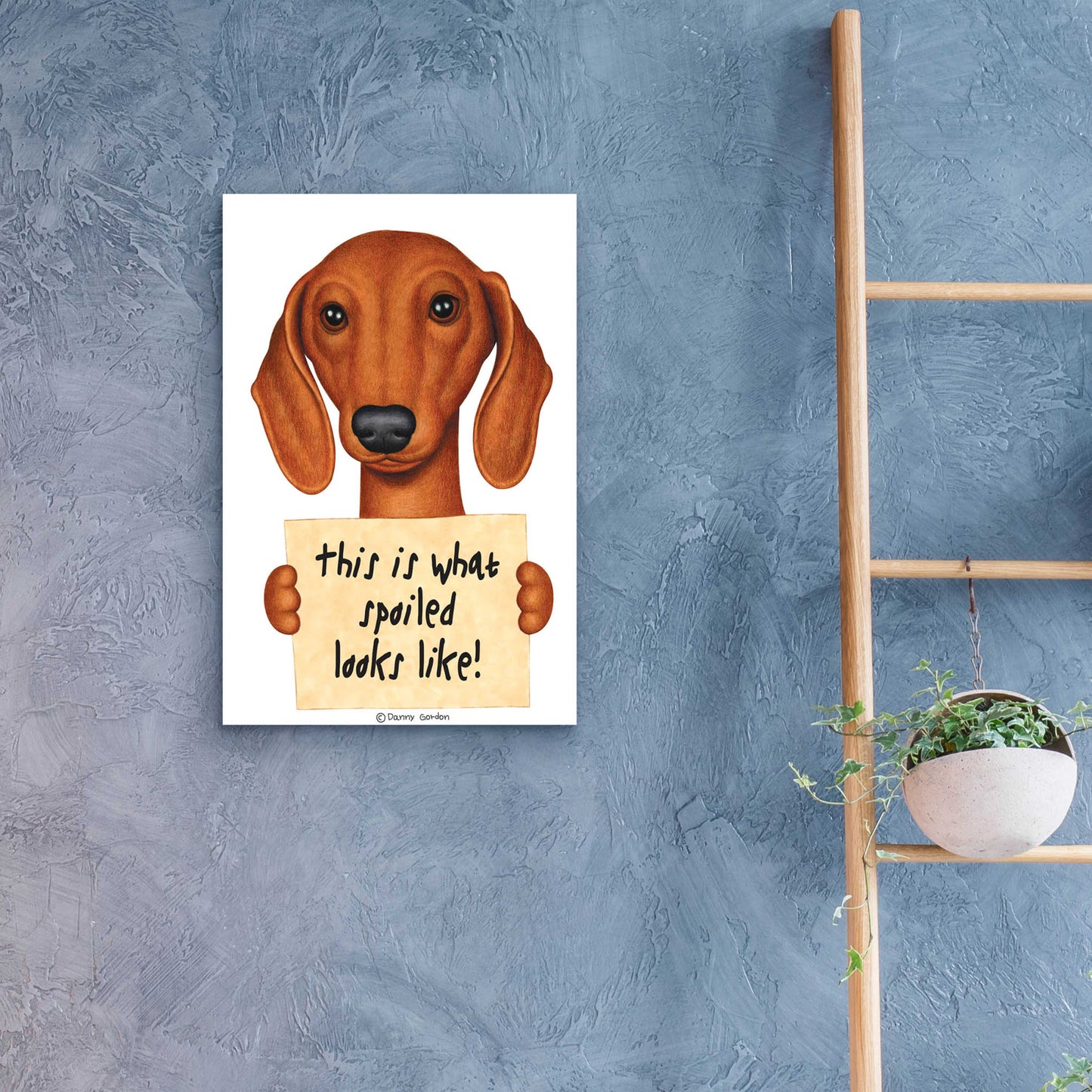 Epic Art 'Brown Dachshund with Spoiled Sign' by Danny Gordon Art, Acrylic Glass Wall Art,16x24