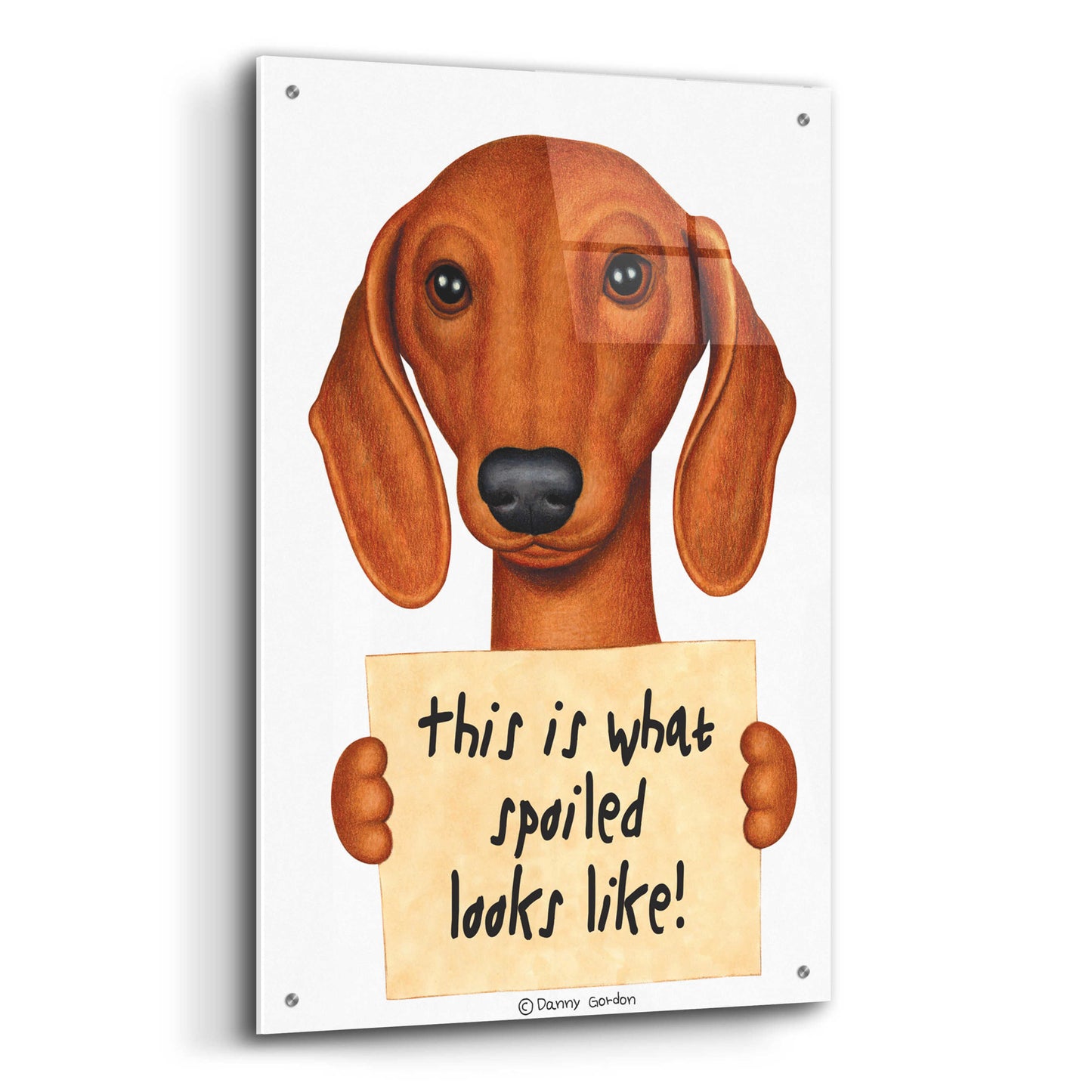 Epic Art 'Brown Dachshund with Spoiled Sign' by Danny Gordon Art, Acrylic Glass Wall Art,24x36