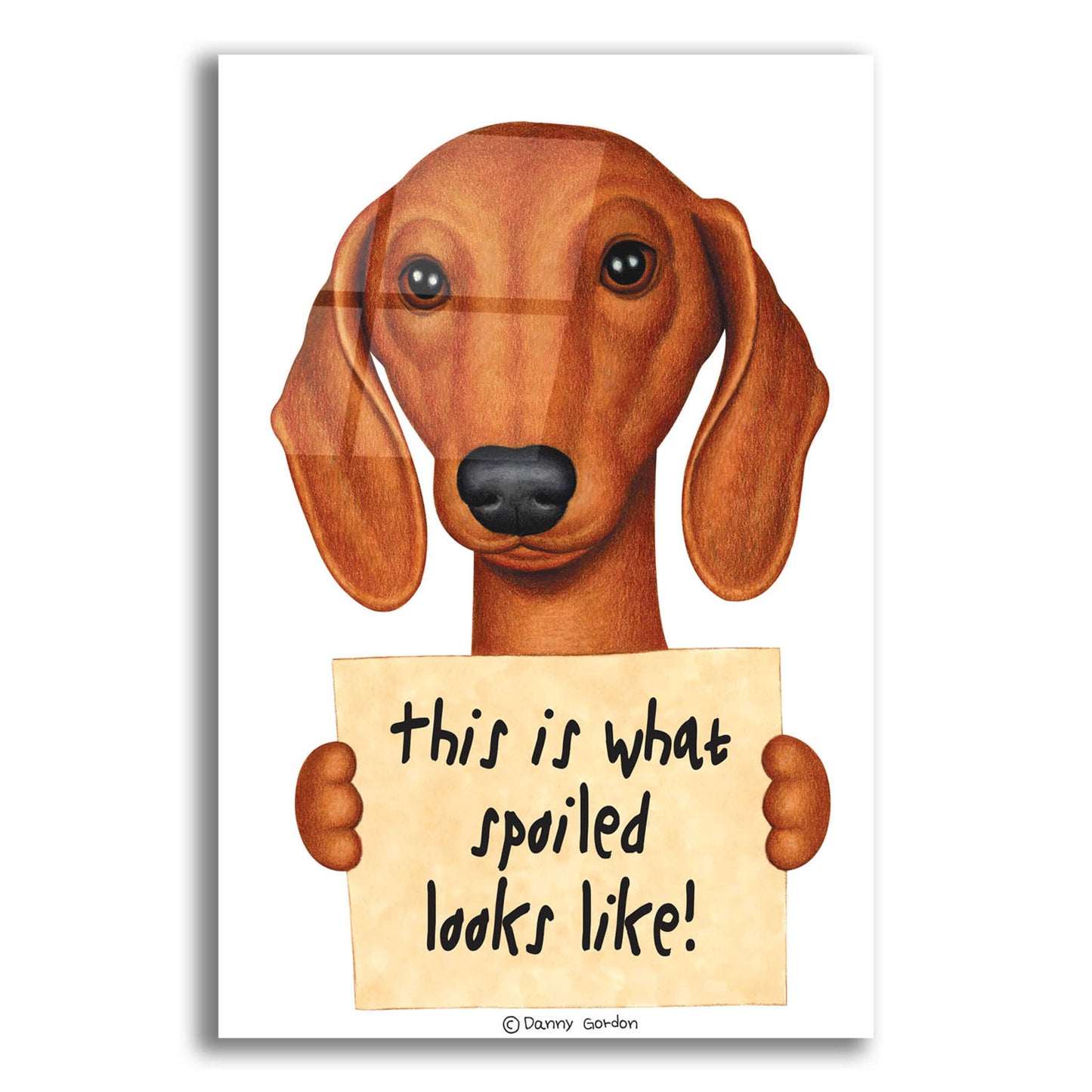 Epic Art 'Brown Dachshund with Spoiled Sign' by Danny Gordon Art, Acrylic Glass Wall Art