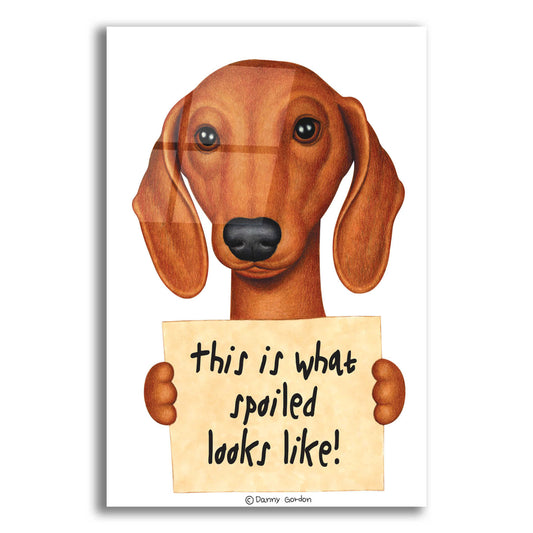 Epic Art 'Brown Dachshund with Spoiled Sign' by Danny Gordon Art, Acrylic Glass Wall Art