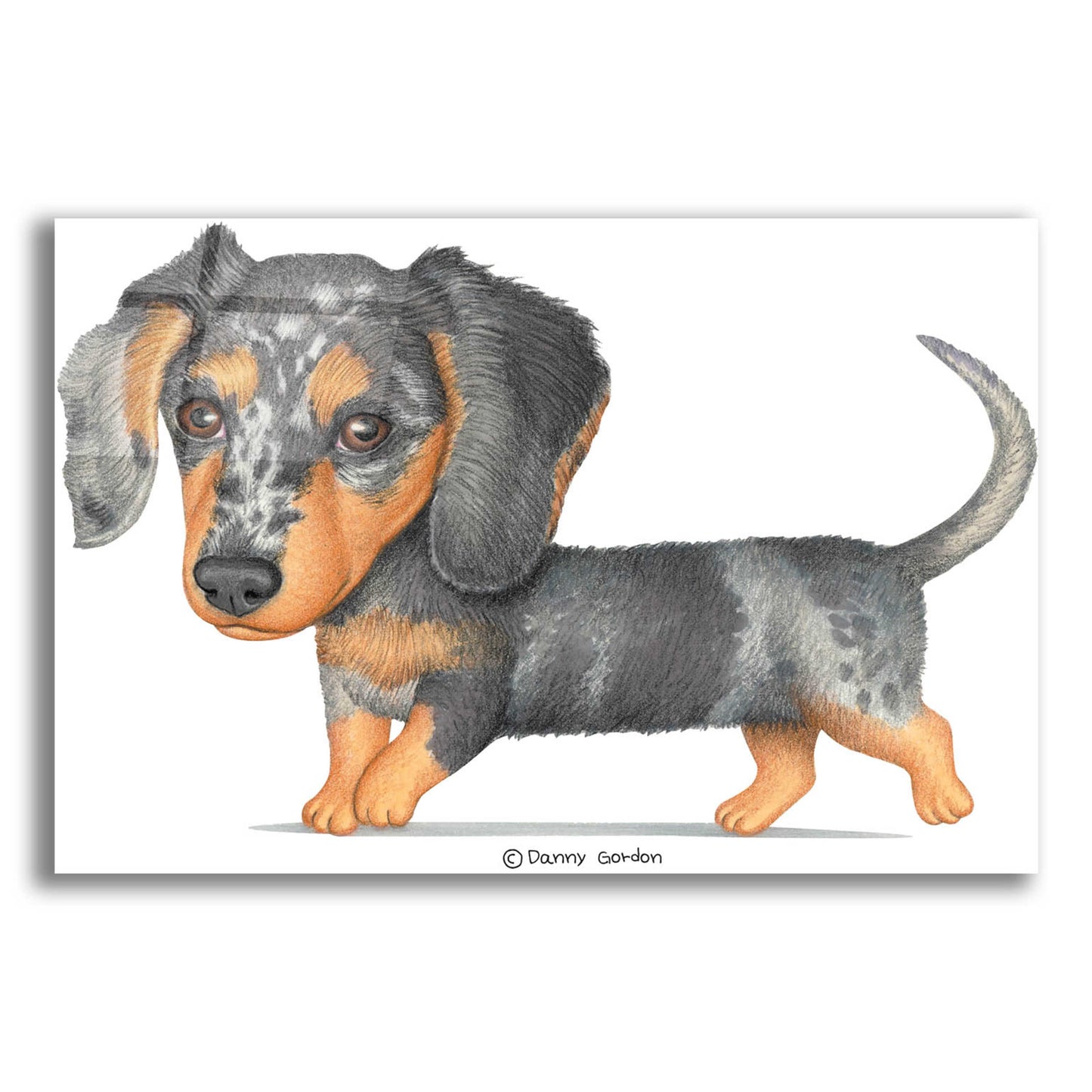 Epic Art 'Dappled Dachshund Walking' by Danny Gordon Art, Acrylic Glass Wall Art,24x16