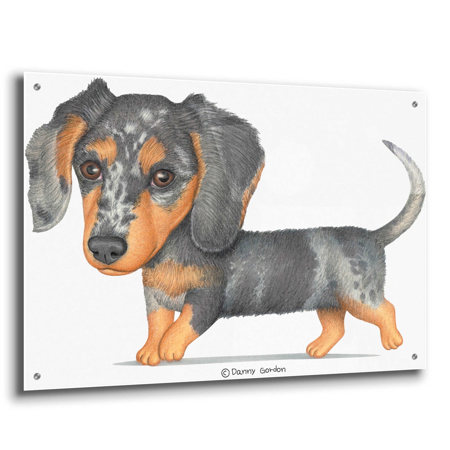 Epic Art 'Dappled Dachshund Walking' by Danny Gordon Art, Acrylic Glass Wall Art,36x24