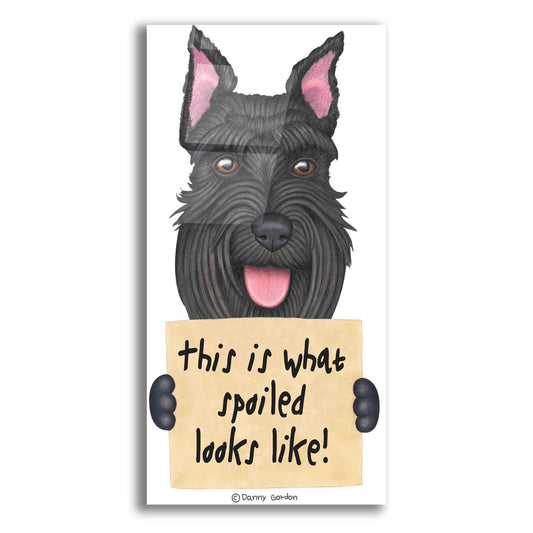 Epic Art 'Black Schnauzer Cropped Ears' by Danny Gordon Art, Acrylic Glass Wall Art