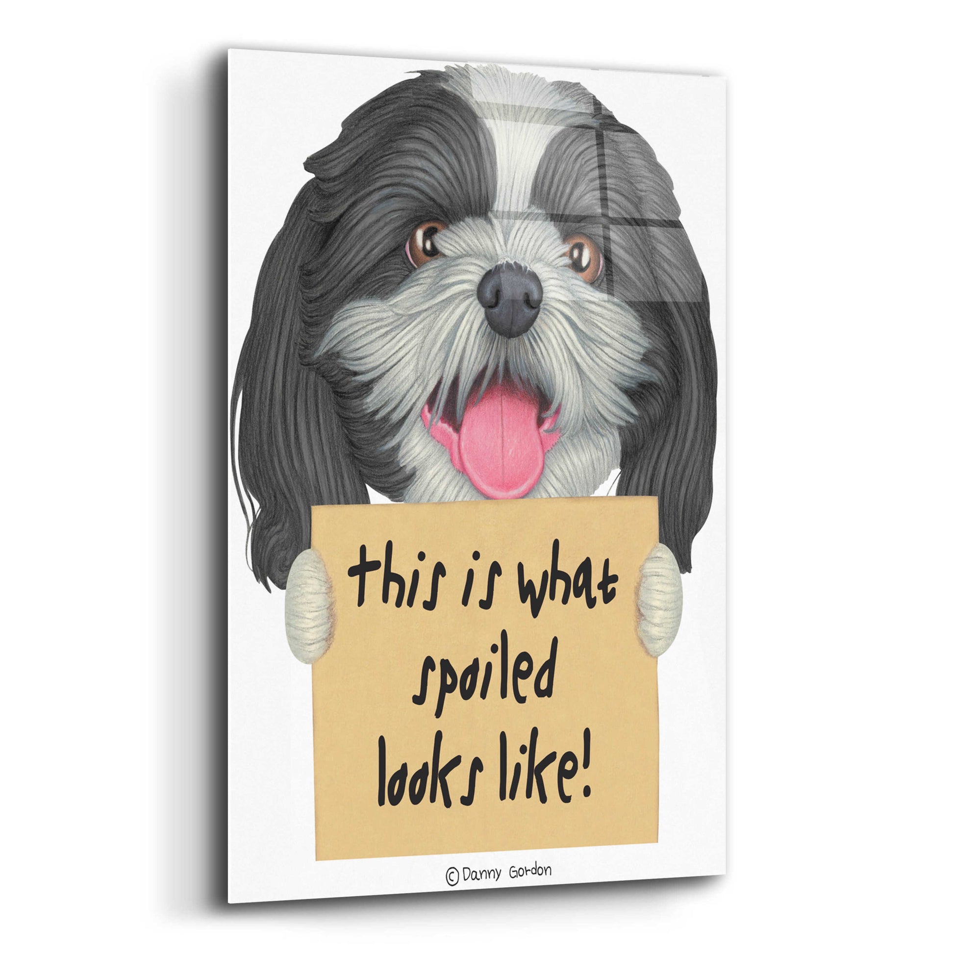 Epic Art 'Black White Shih Tzu with Sign' by Danny Gordon Art, Acrylic Glass Wall Art,12x16