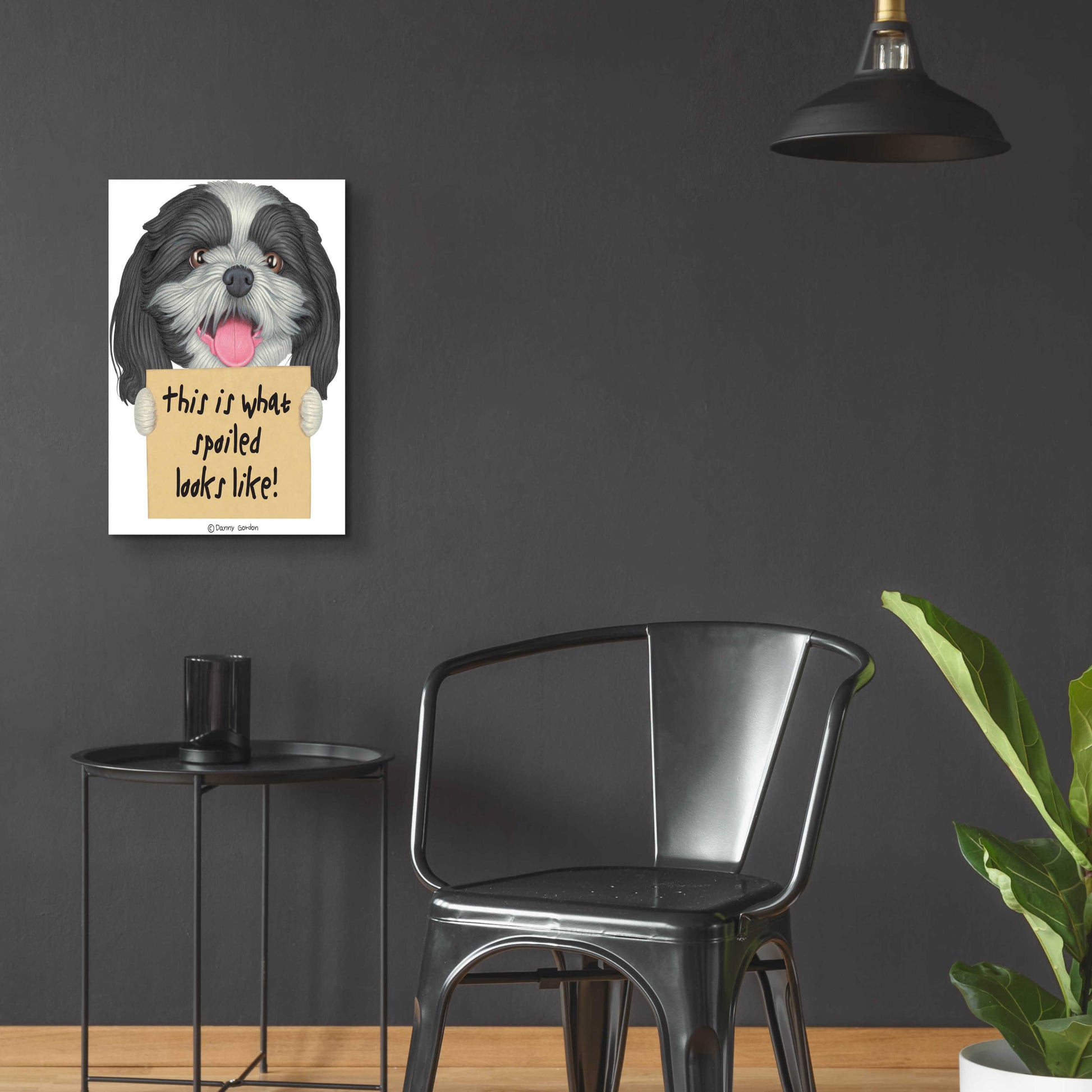 Epic Art 'Black White Shih Tzu with Sign' by Danny Gordon Art, Acrylic Glass Wall Art,16x24