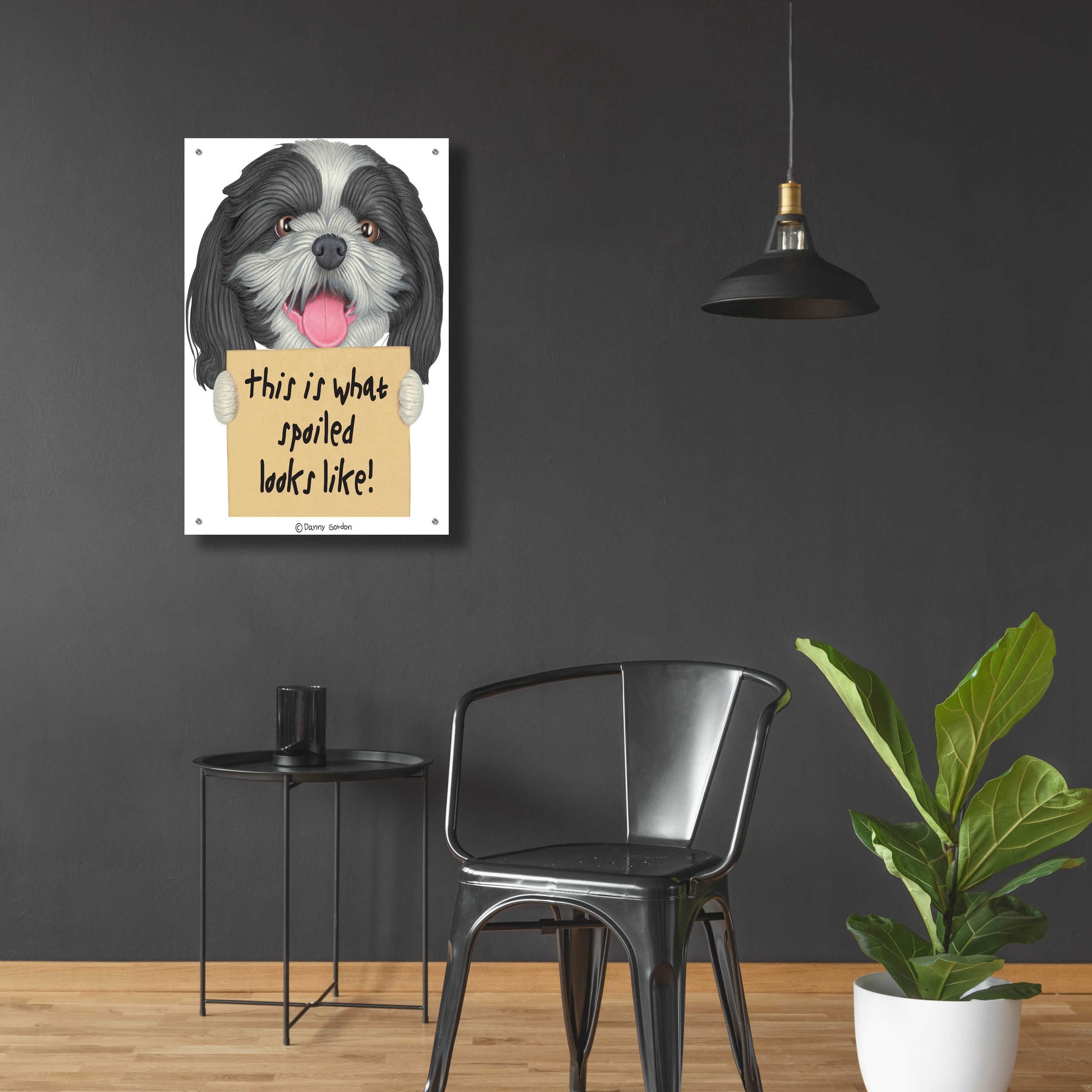 Epic Art 'Black White Shih Tzu with Sign' by Danny Gordon Art, Acrylic Glass Wall Art,24x36