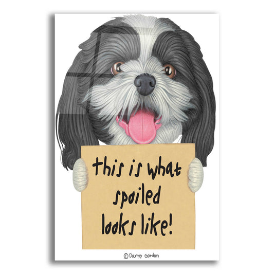 Epic Art 'Black White Shih Tzu with Sign' by Danny Gordon Art, Acrylic Glass Wall Art