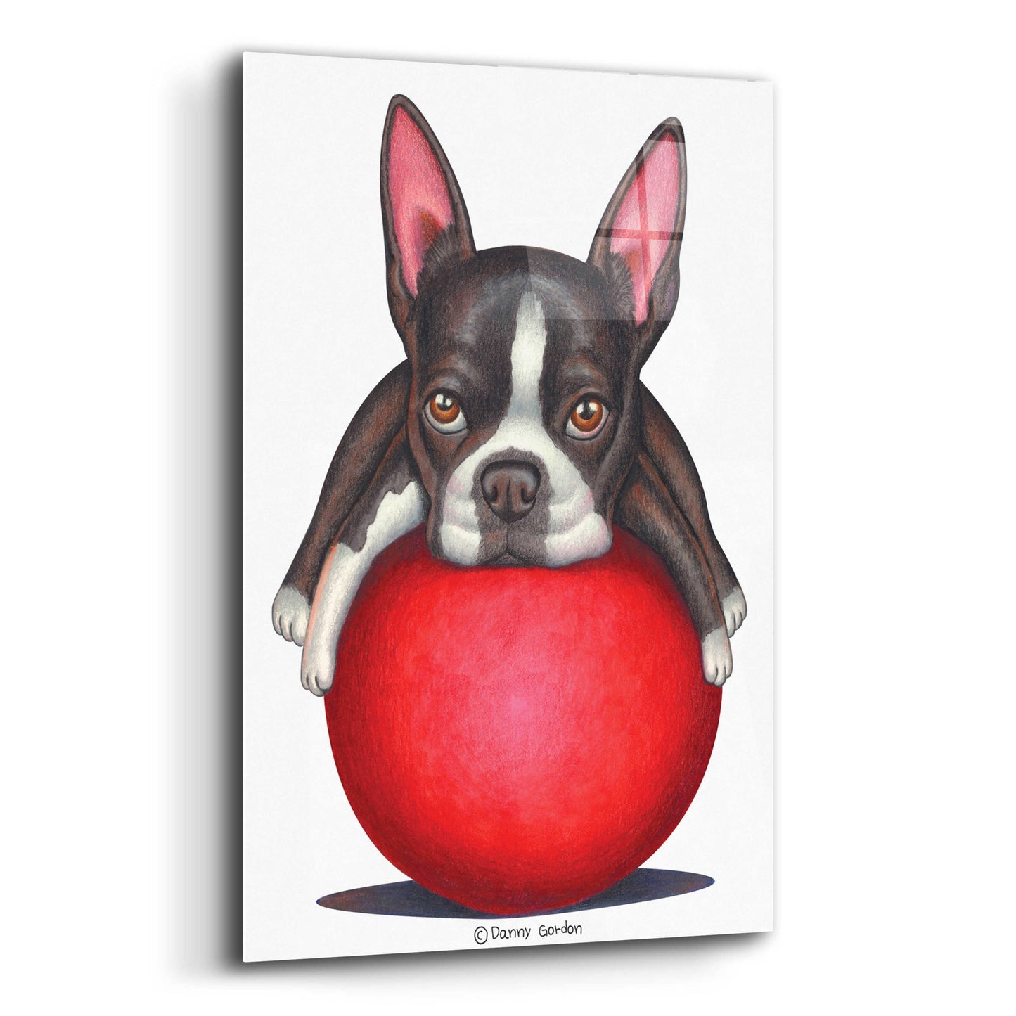 Epic Art 'Boston Terrier on Red Ball' by Danny Gordon Art, Acrylic Glass Wall Art,12x16