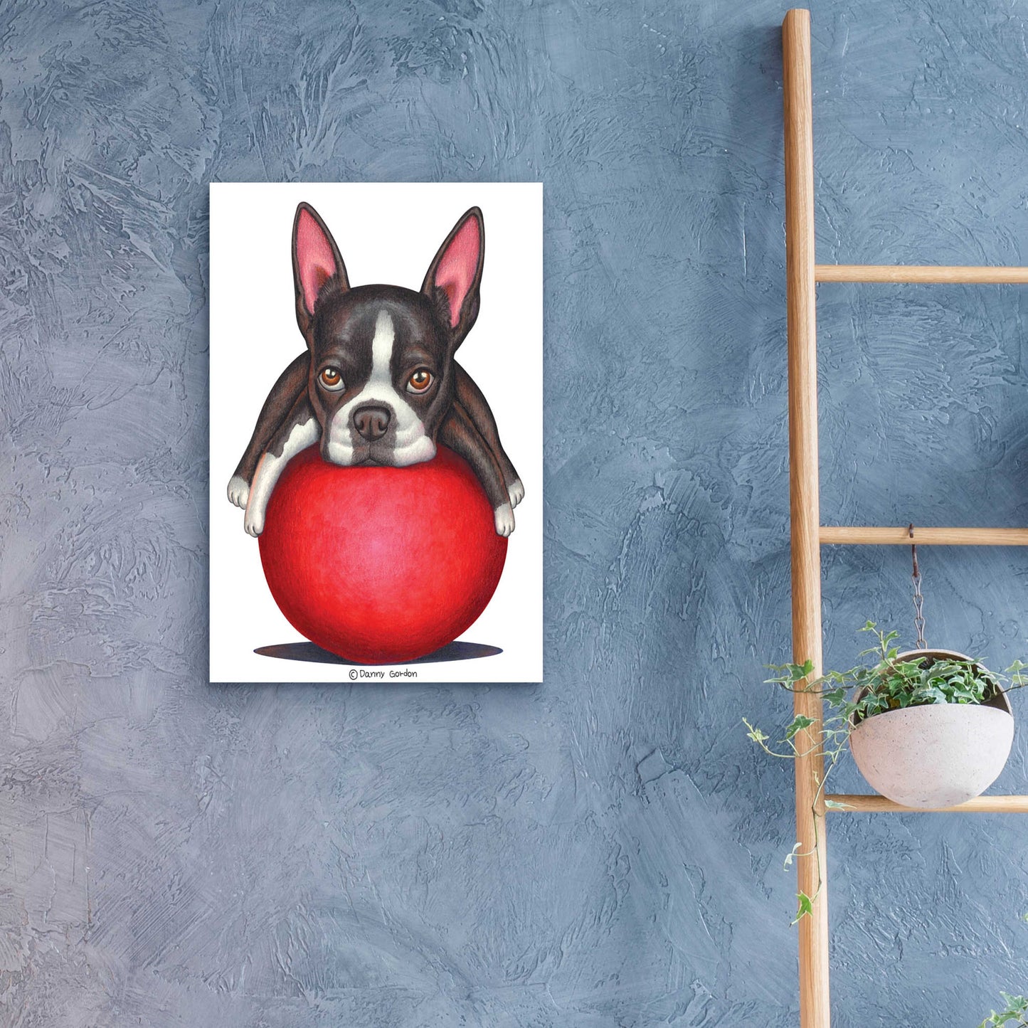 Epic Art 'Boston Terrier on Red Ball' by Danny Gordon Art, Acrylic Glass Wall Art,16x24