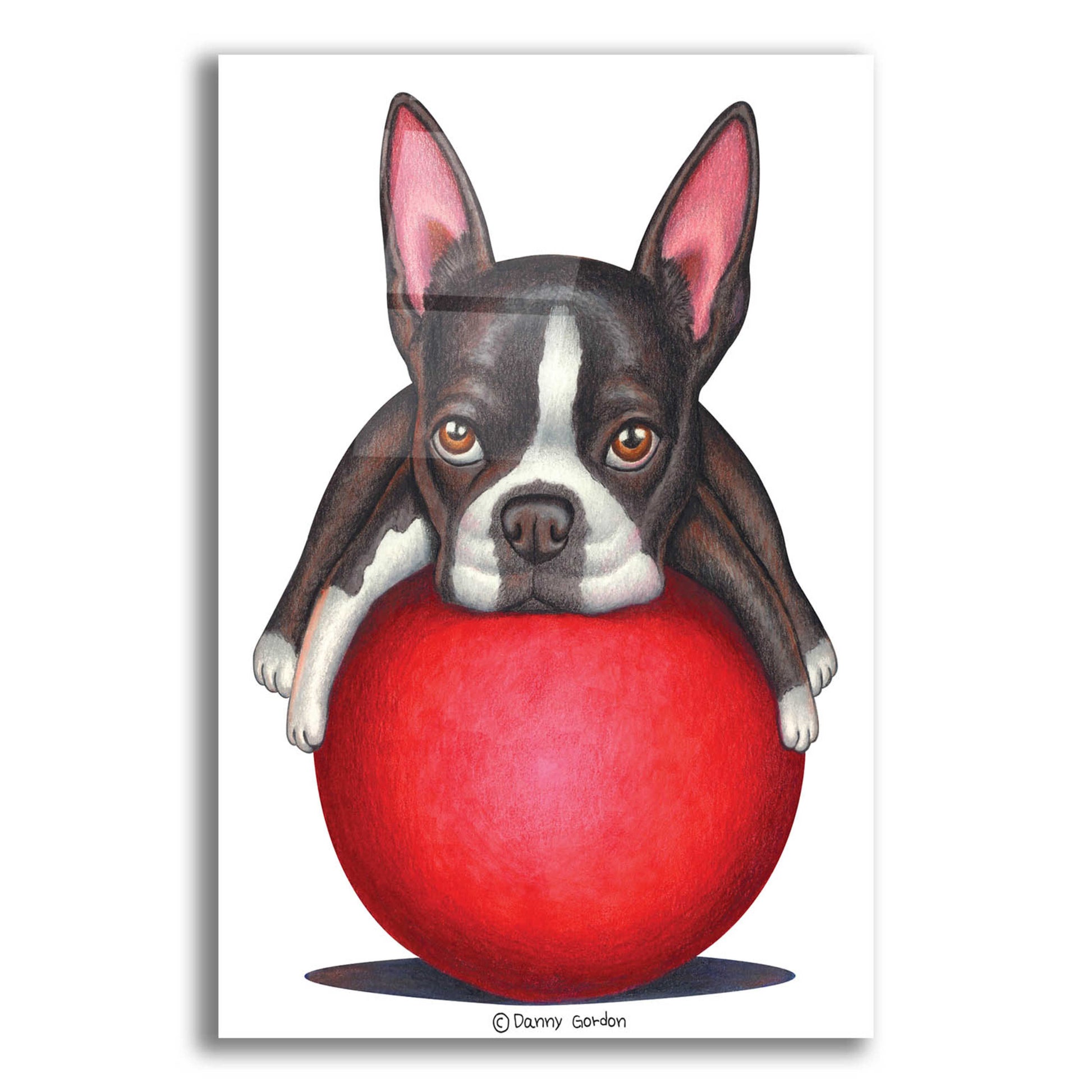 Epic Art 'Boston Terrier on Red Ball' by Danny Gordon Art, Acrylic Glass Wall Art