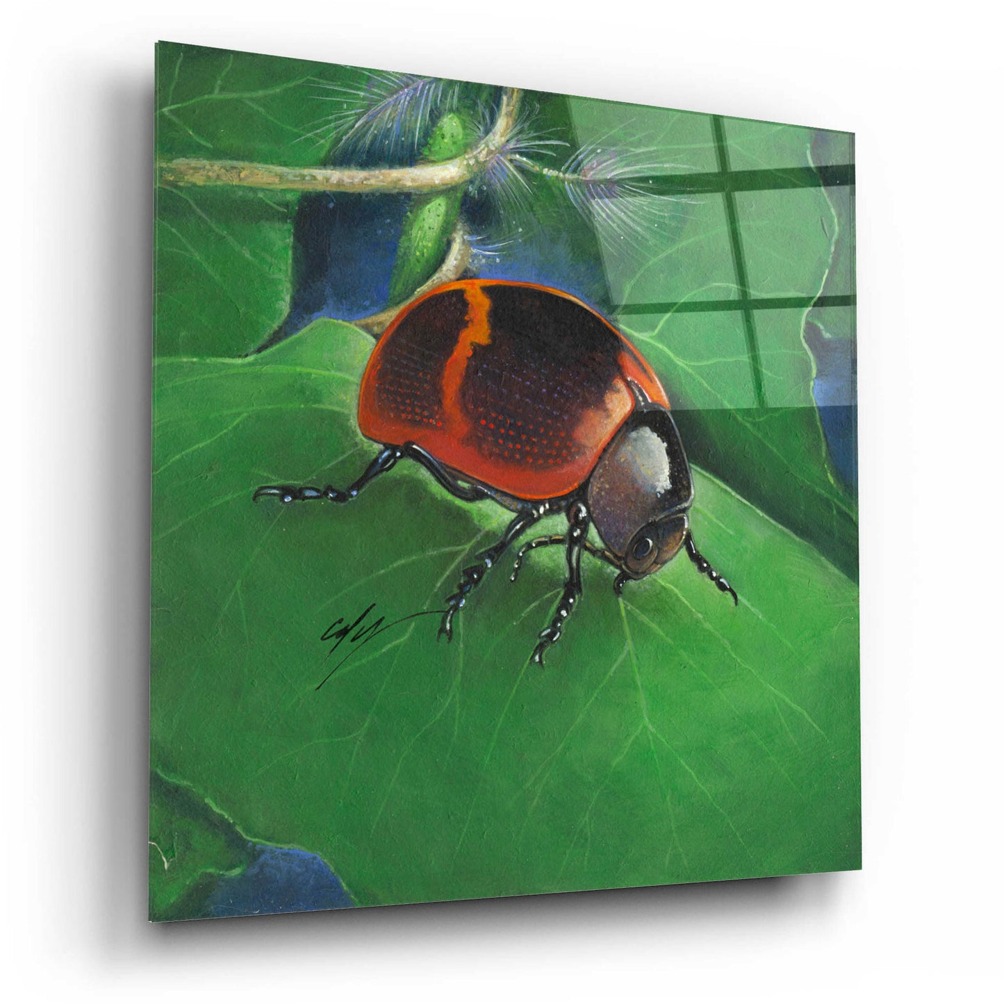 Epic Art 'Beetle' by Durwood Coffey, Acrylic Glass Wall Art,12x12