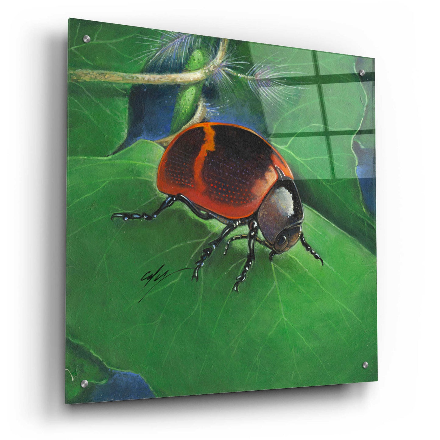 Epic Art 'Beetle' by Durwood Coffey, Acrylic Glass Wall Art,24x24