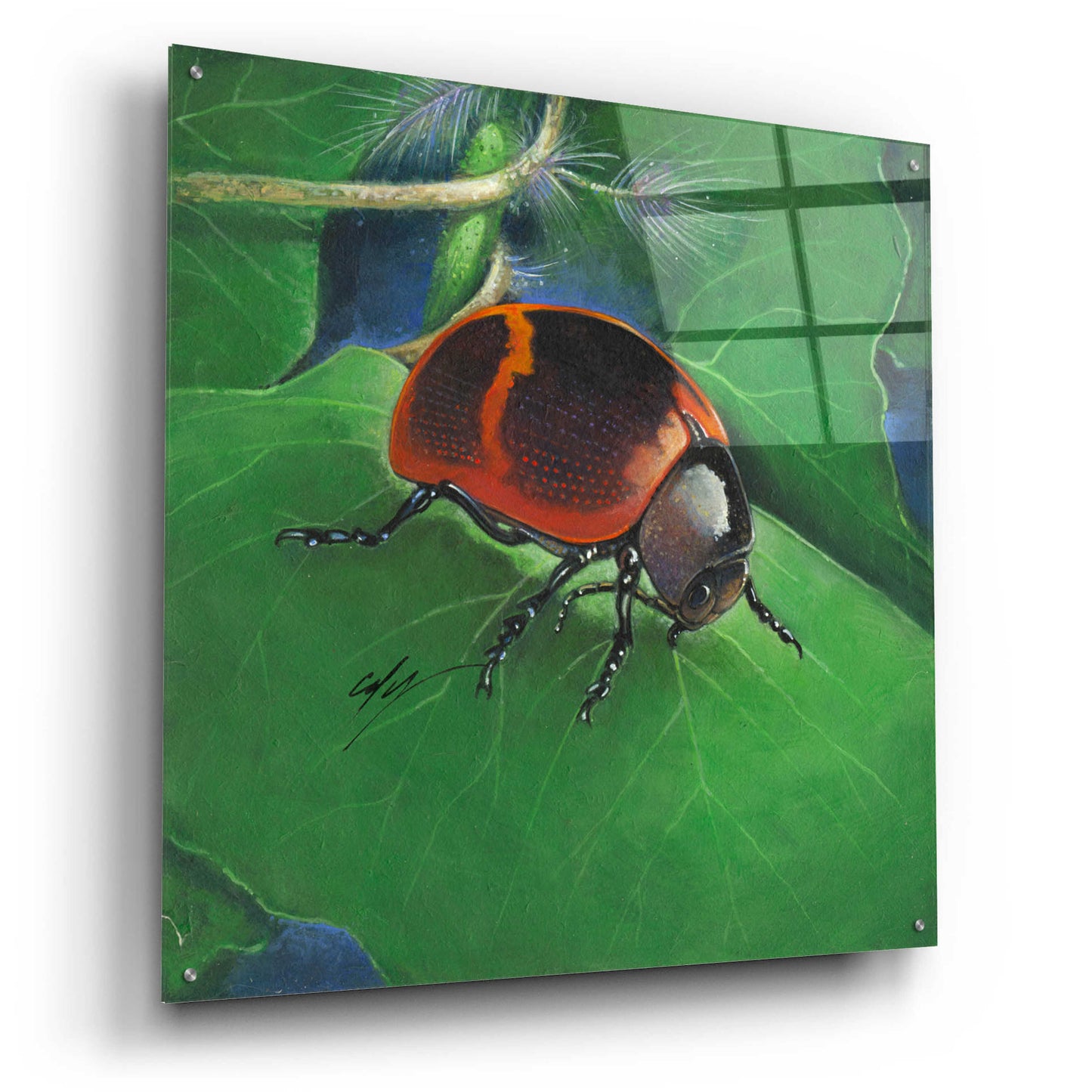 Epic Art 'Beetle' by Durwood Coffey, Acrylic Glass Wall Art,36x36