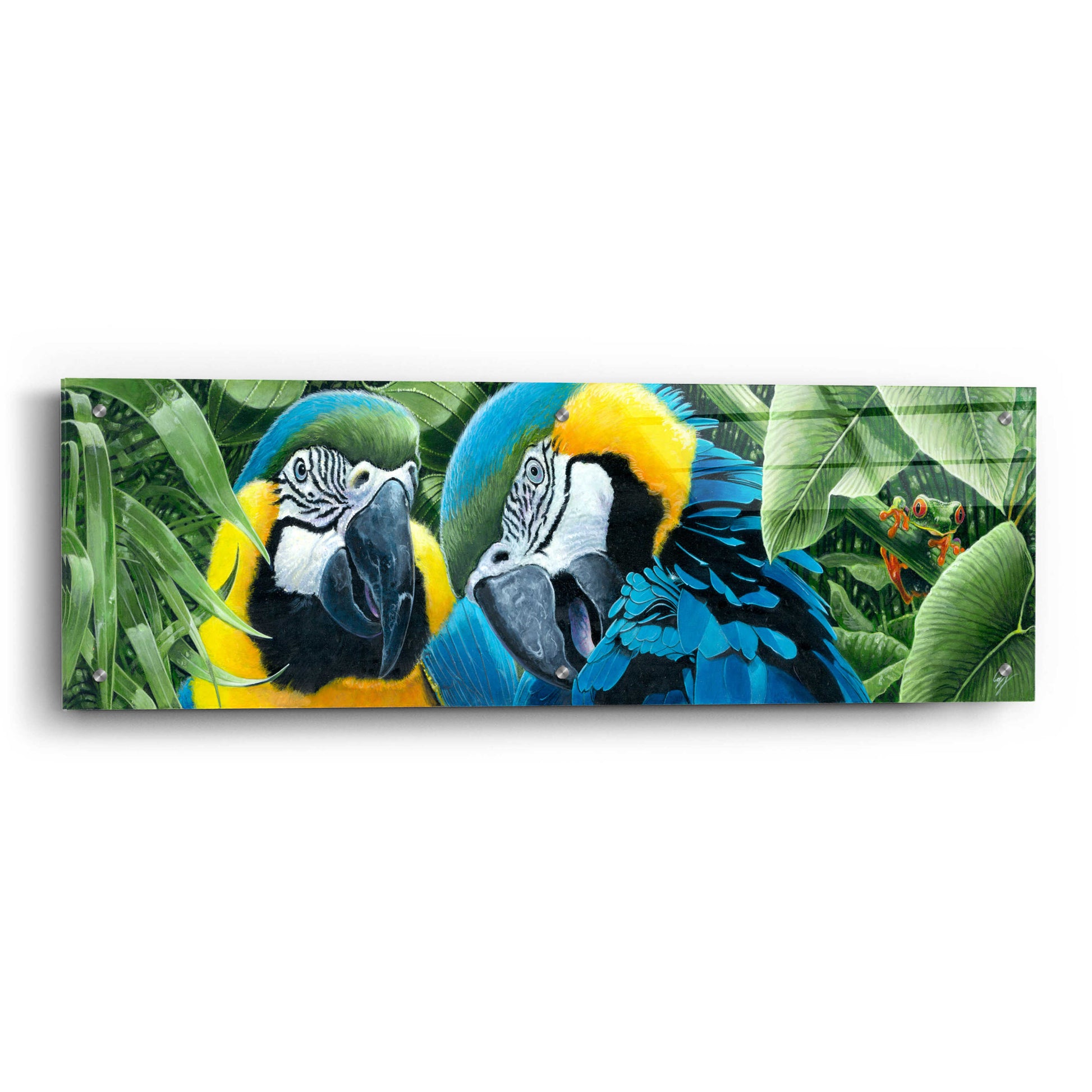 Epic Art 'Blue & Yellow Macaws' by Durwood Coffey, Acrylic Glass Wall Art,36x12