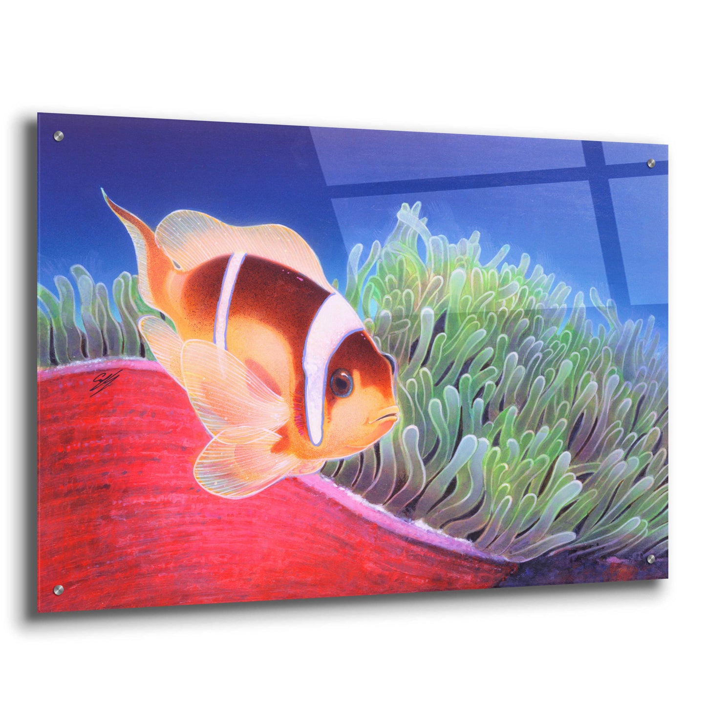 Epic Art 'Clown Fish' by Durwood Coffey, Acrylic Glass Wall Art,36x24