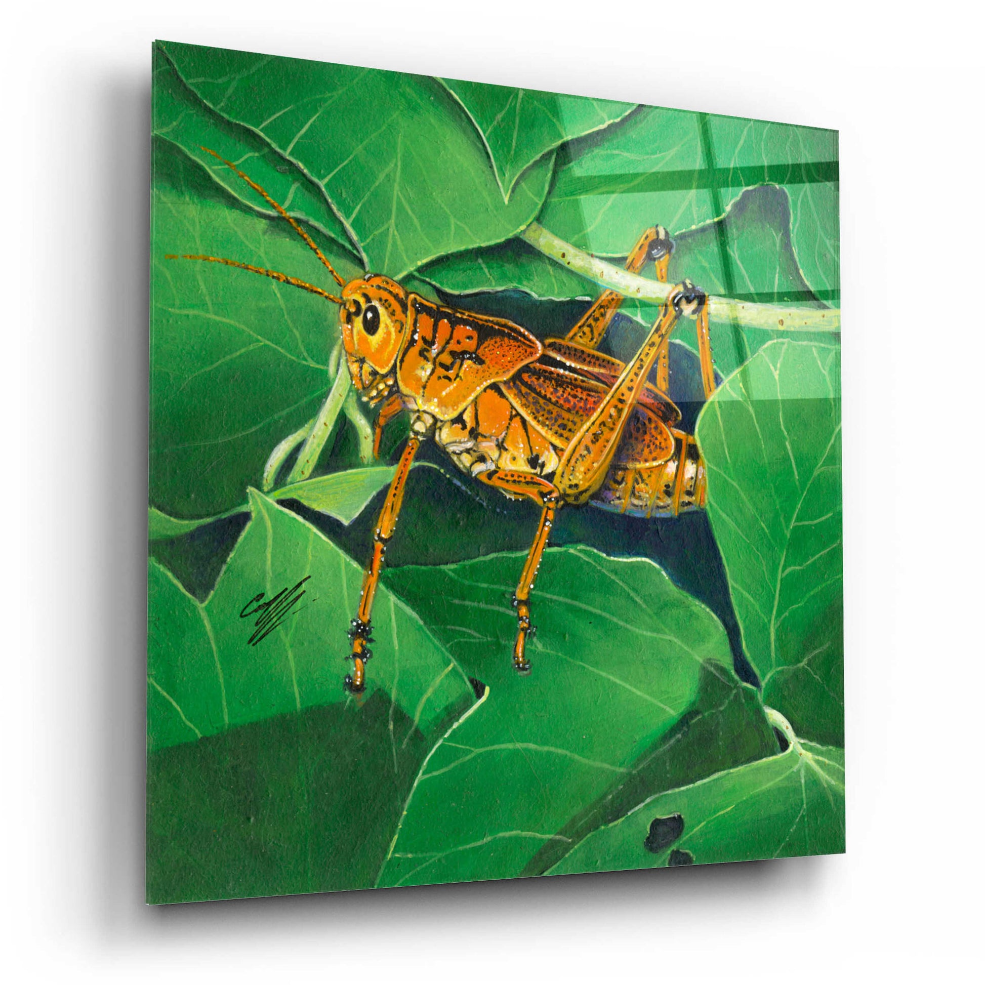 Epic Art 'Grasshopper' by Durwood Coffey, Acrylic Glass Wall Art,12x12