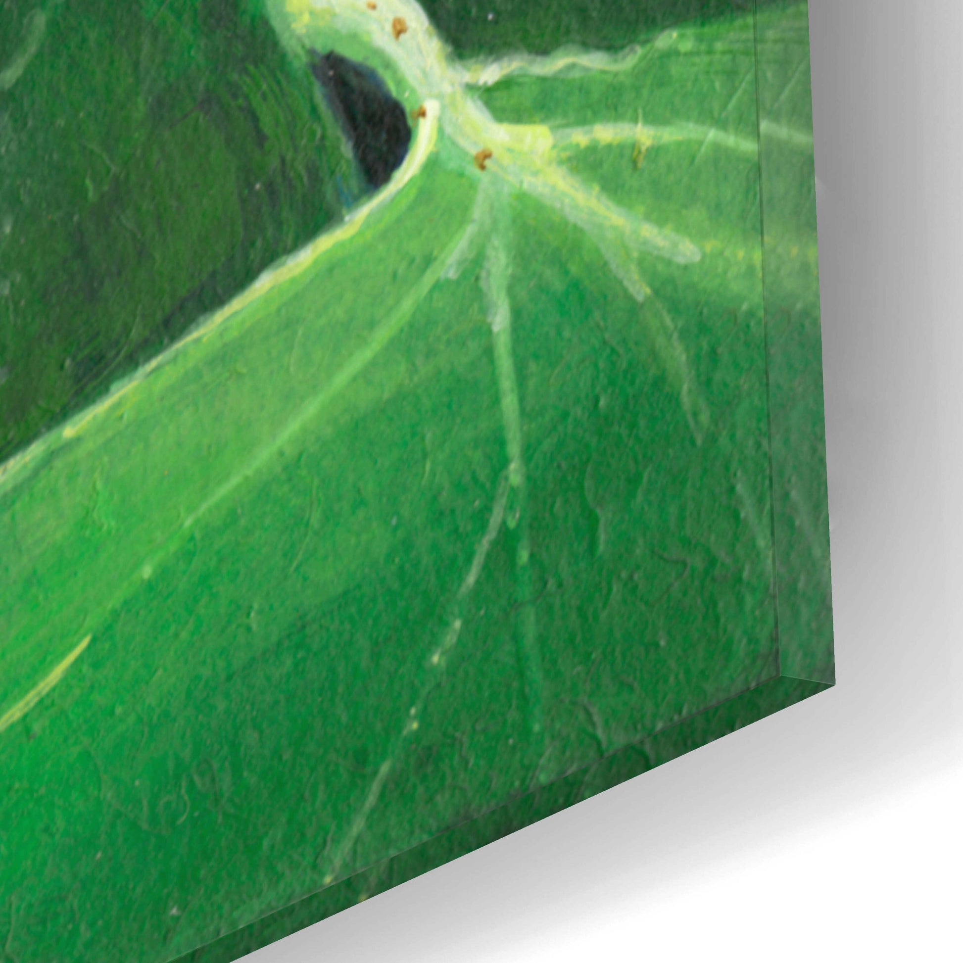 Epic Art 'Grasshopper' by Durwood Coffey, Acrylic Glass Wall Art,12x12