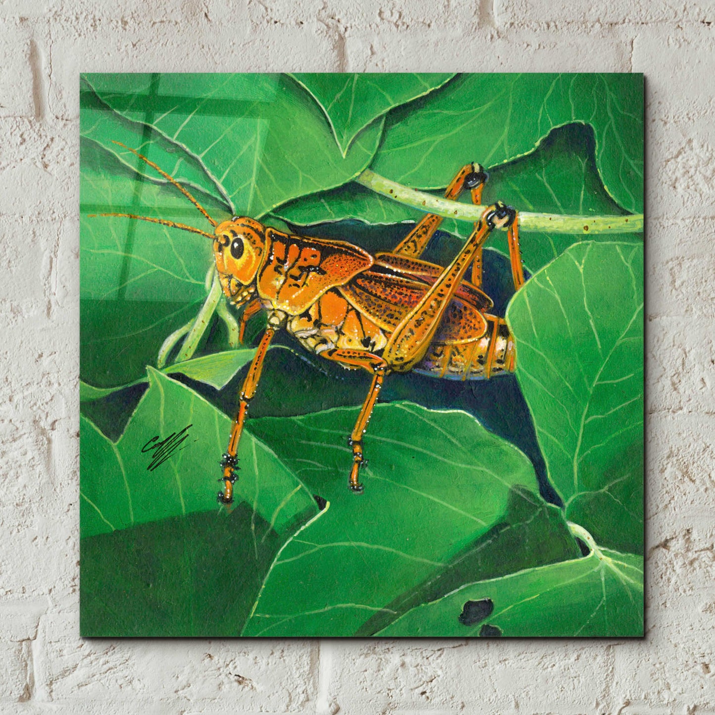 Epic Art 'Grasshopper' by Durwood Coffey, Acrylic Glass Wall Art,12x12