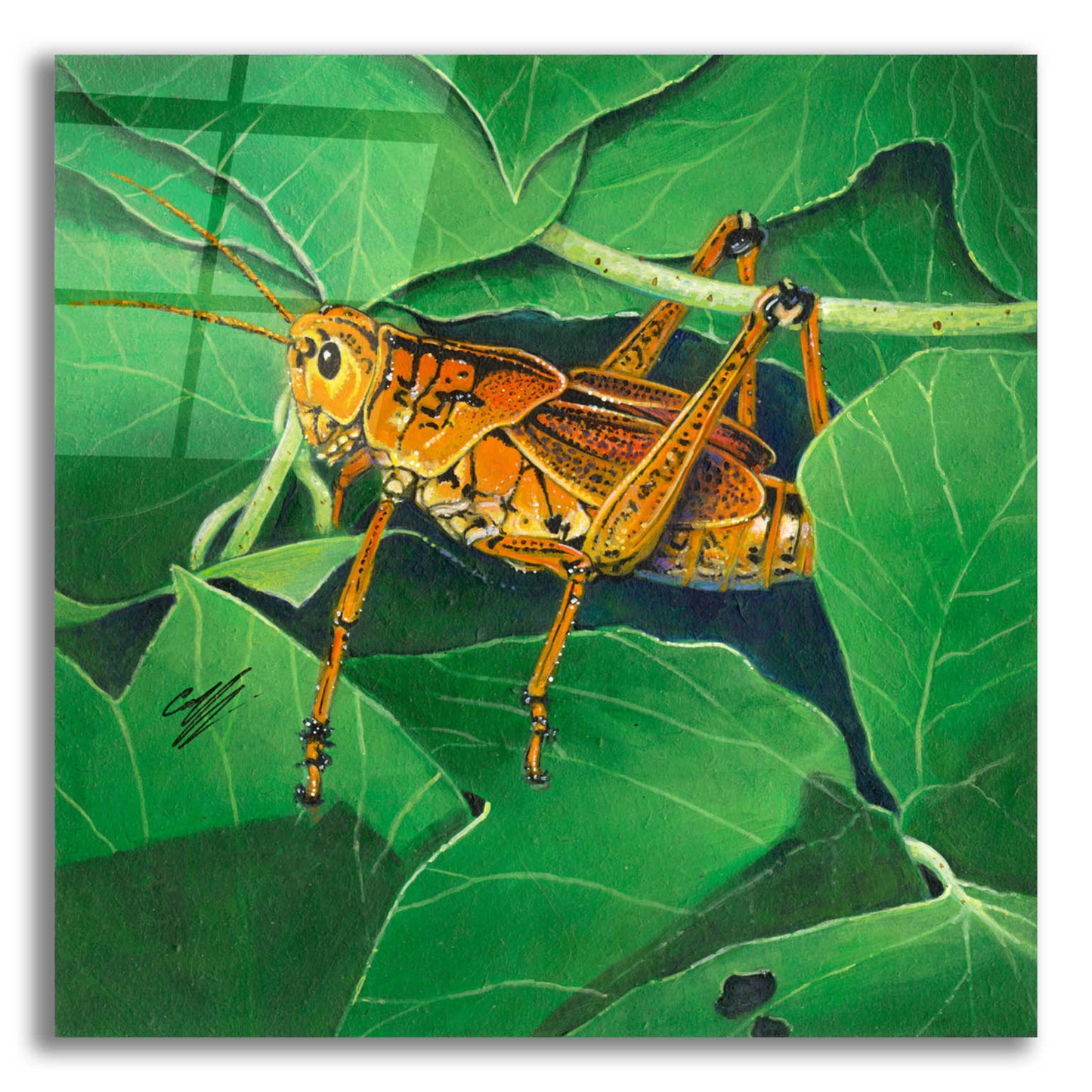 Epic Art 'Grasshopper' by Durwood Coffey, Acrylic Glass Wall Art