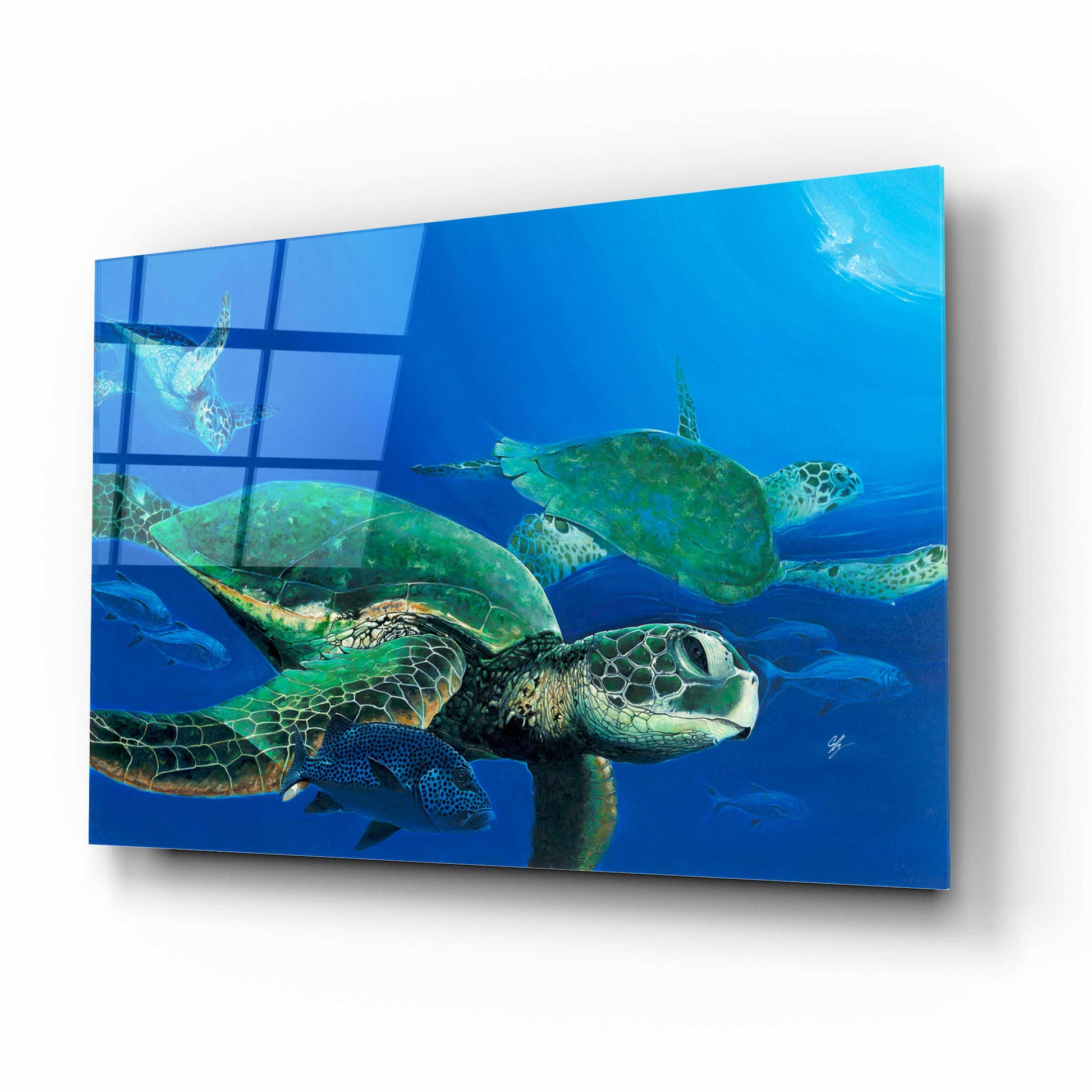 Epic Art 'Green Sea Turtles' by Durwood Coffey, Acrylic Glass Wall Art,16x12