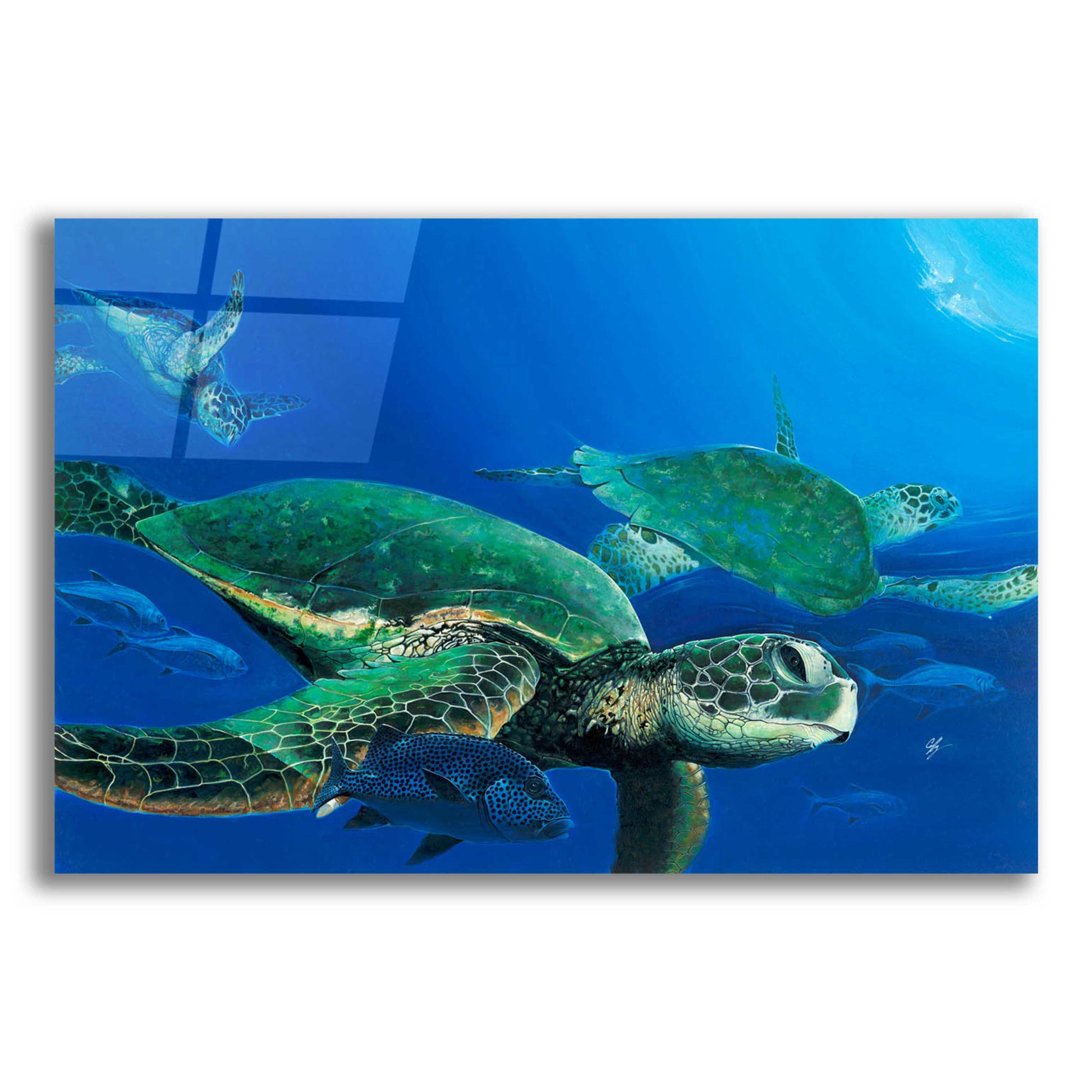 Epic Art 'Green Sea Turtles' by Durwood Coffey, Acrylic Glass Wall Art,24x16