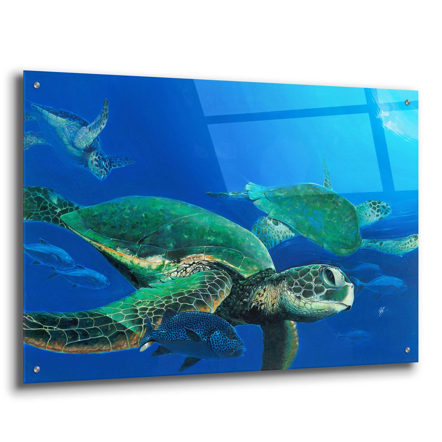 Epic Art 'Green Sea Turtles' by Durwood Coffey, Acrylic Glass Wall Art,36x24