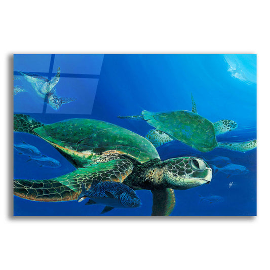 Epic Art 'Green Sea Turtles' by Durwood Coffey, Acrylic Glass Wall Art