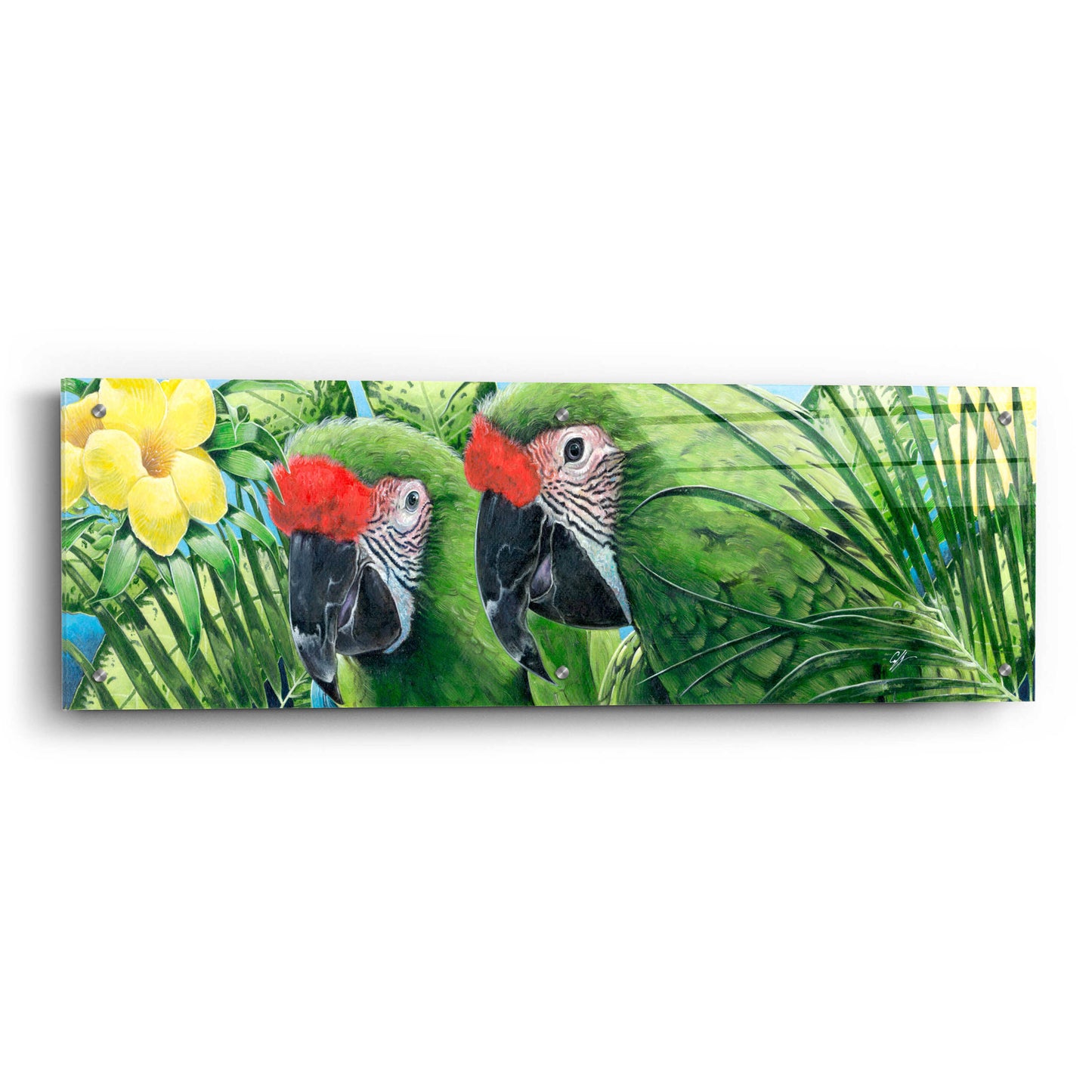 Epic Art 'Military Macaws' by Durwood Coffey, Acrylic Glass Wall Art,36x12