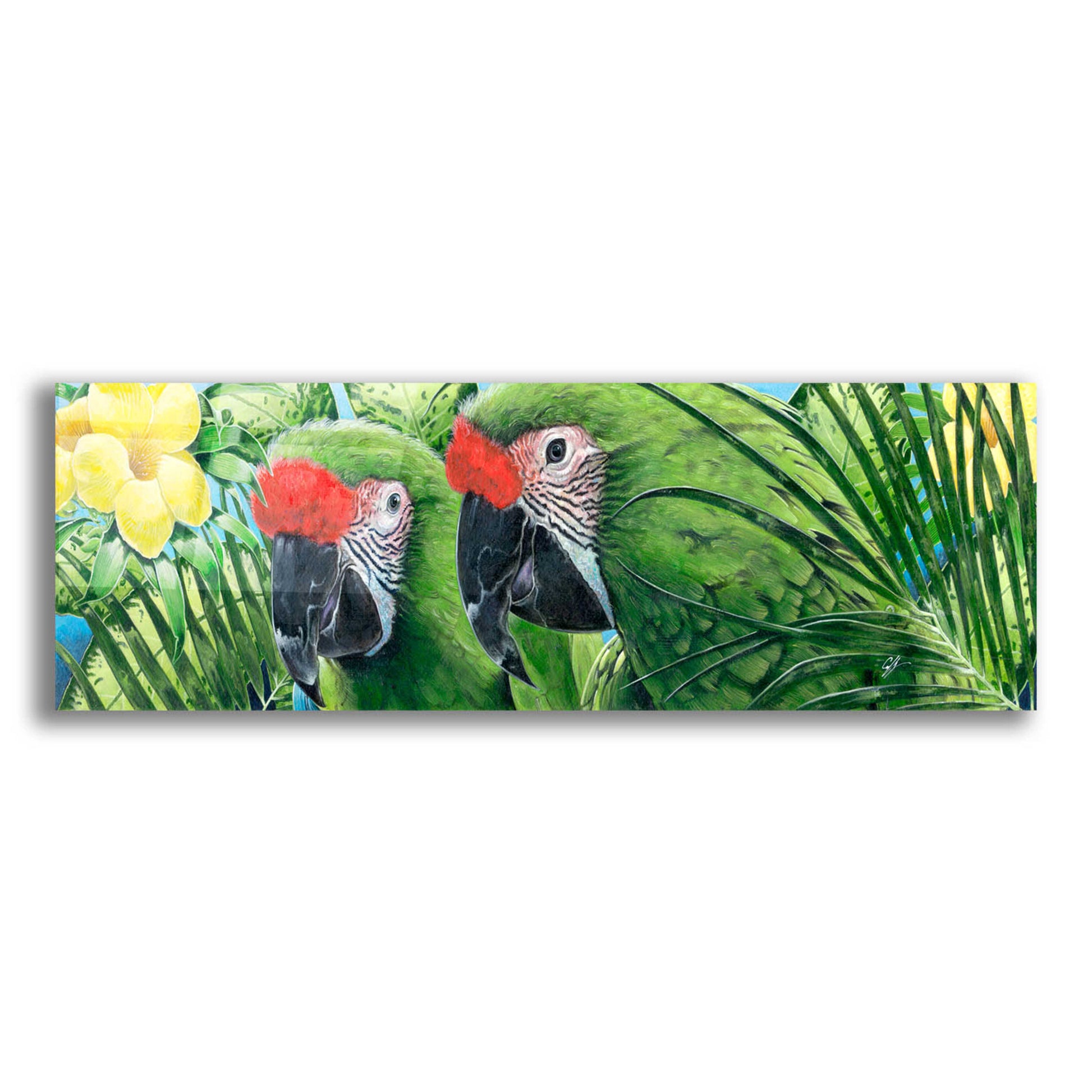 Epic Art 'Military Macaws' by Durwood Coffey, Acrylic Glass Wall Art