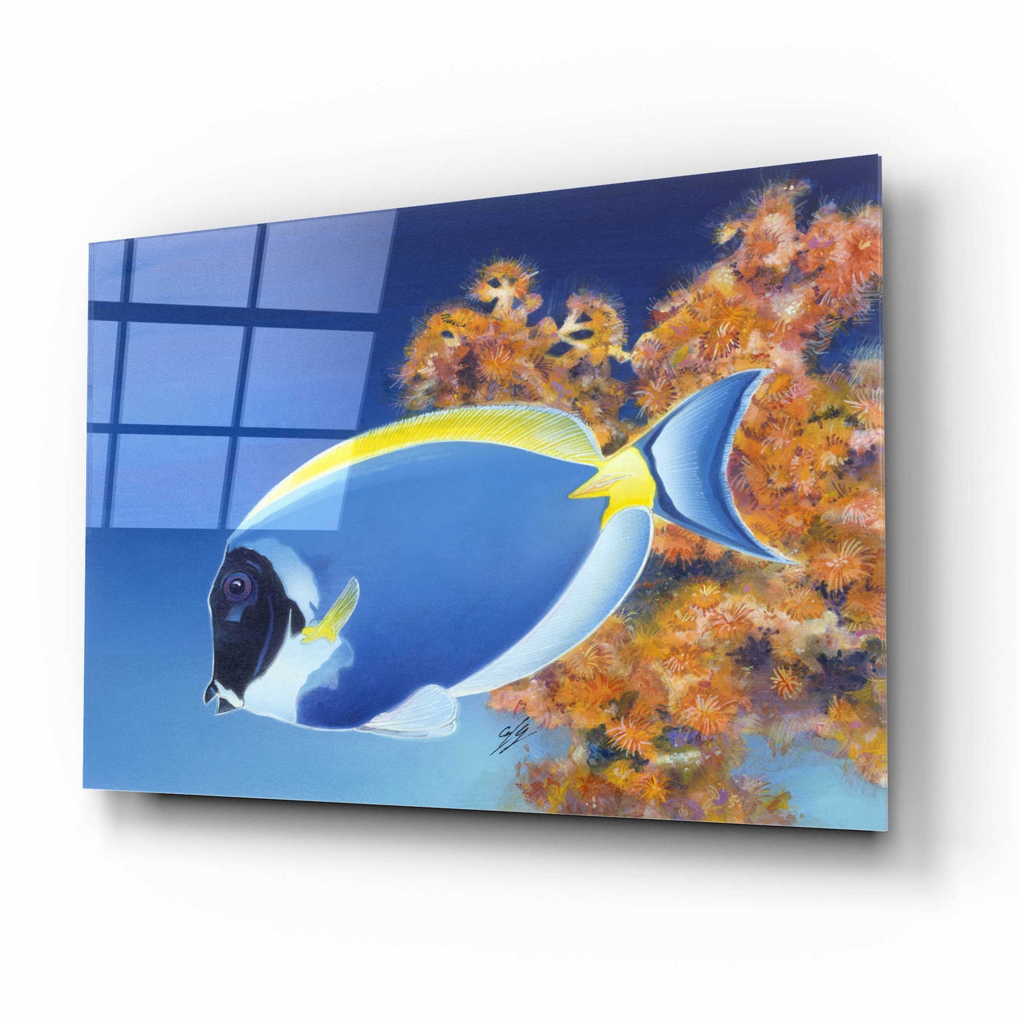 Epic Art 'Powder Blue Tang' by Durwood Coffey, Acrylic Glass Wall Art,16x12