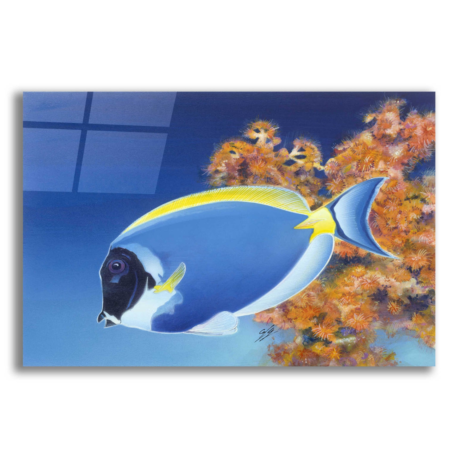 Epic Art 'Powder Blue Tang' by Durwood Coffey, Acrylic Glass Wall Art,24x16