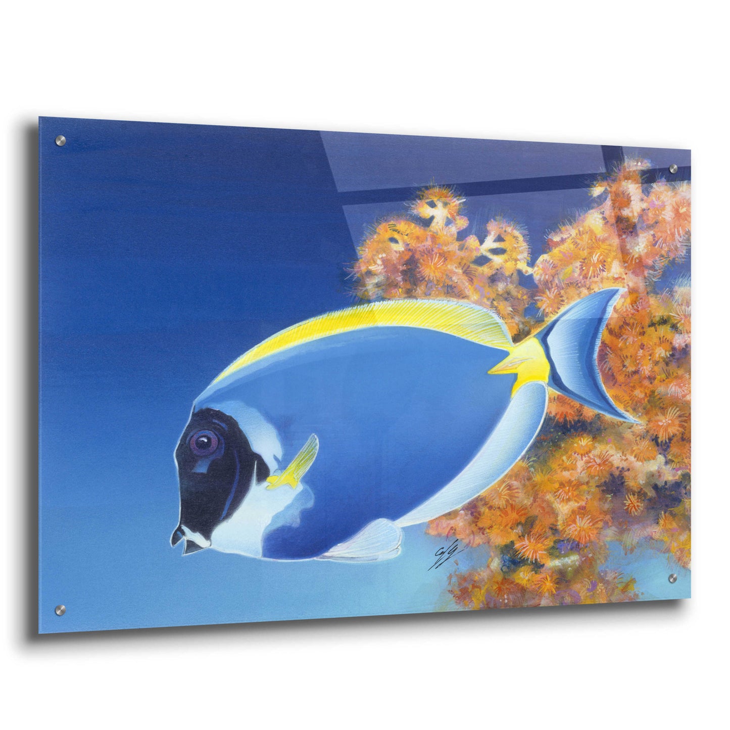 Epic Art 'Powder Blue Tang' by Durwood Coffey, Acrylic Glass Wall Art,36x24