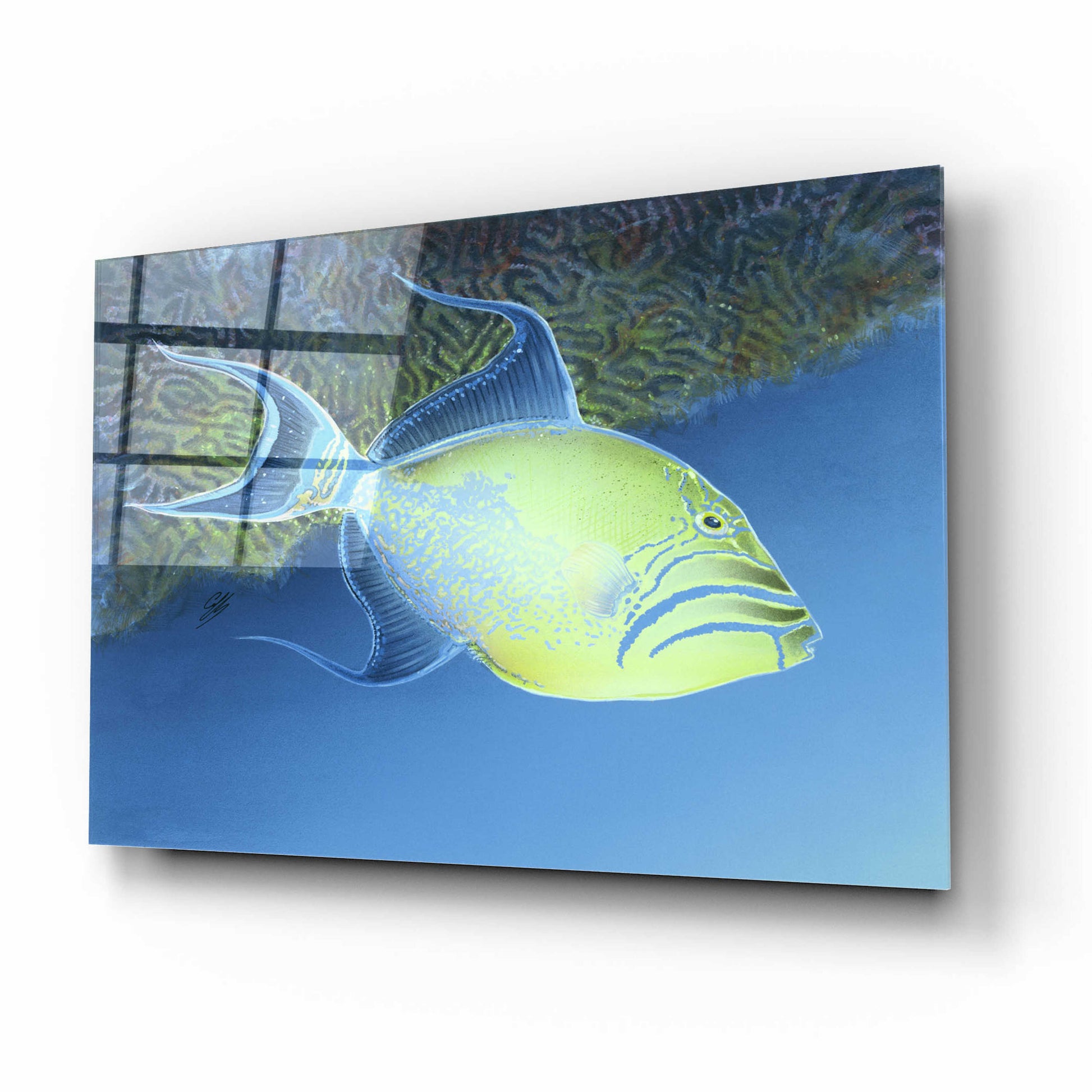 Epic Art 'Trigger Fish' by Durwood Coffey, Acrylic Glass Wall Art,16x12