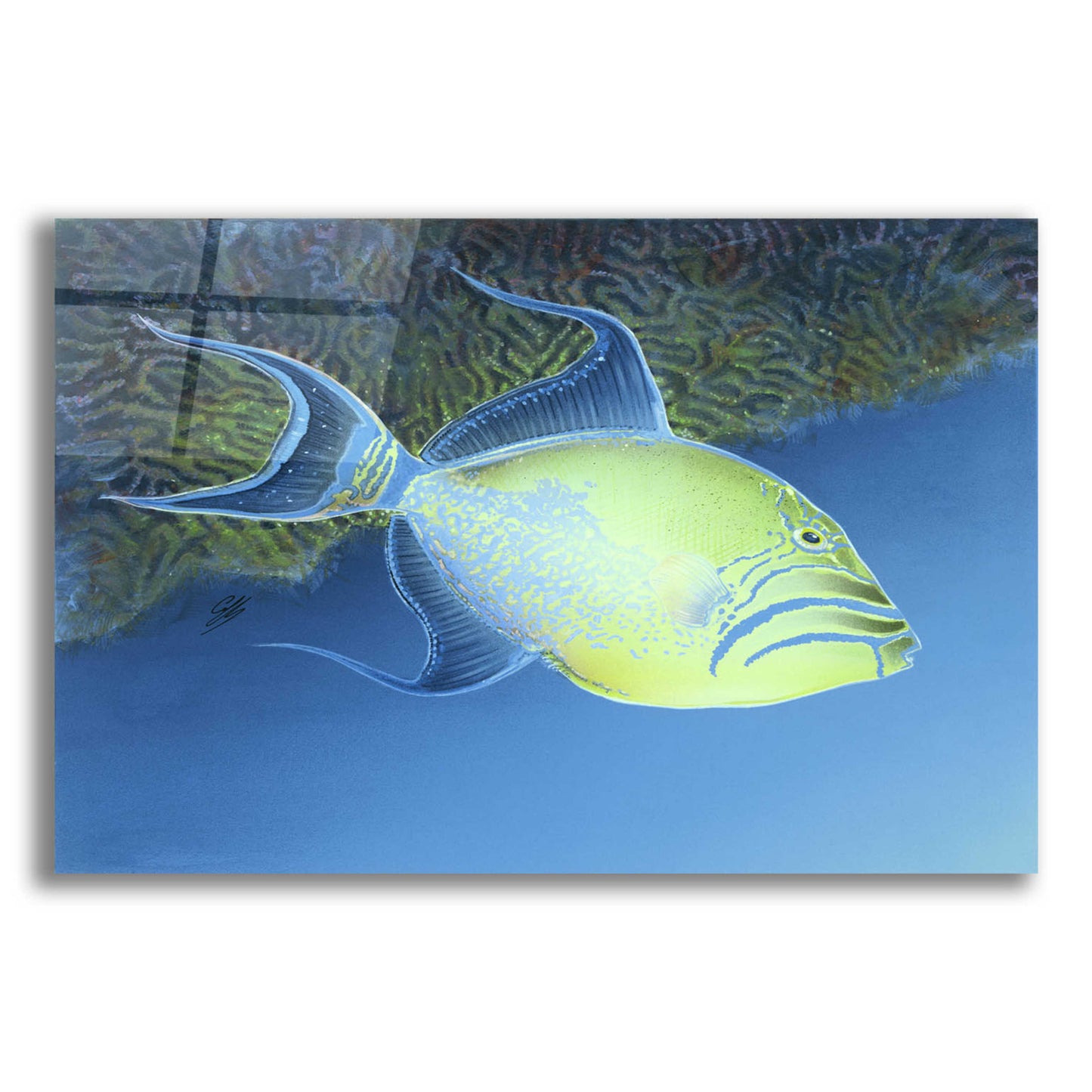 Epic Art 'Trigger Fish' by Durwood Coffey, Acrylic Glass Wall Art,24x16